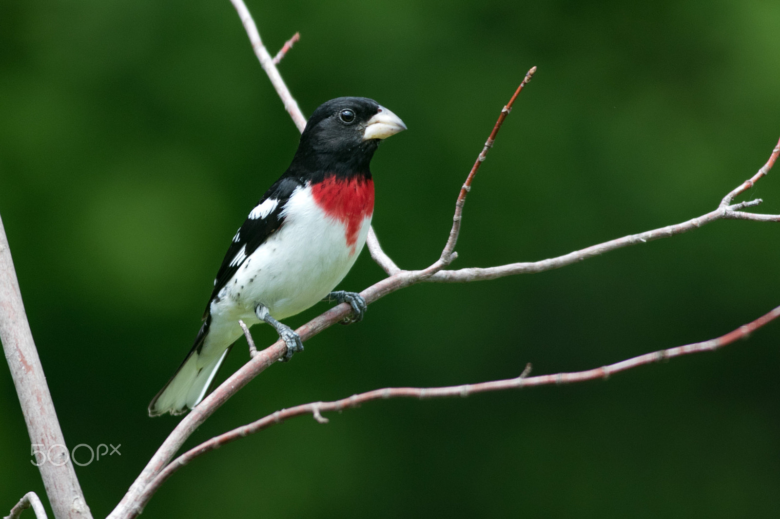 Canon EOS 7D Mark II + Canon EF 400mm F5.6L USM sample photo. Rosebreastedgrosbeak maleongreen photography