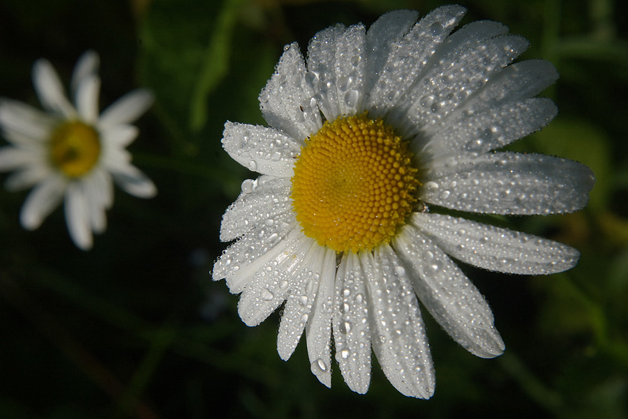 Pentax K110D sample photo. ..... photography