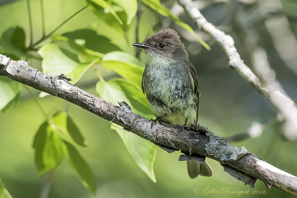 Nikon AF-S Nikkor 400mm F2.8G ED VR II sample photo. Moucherolle phébi photography