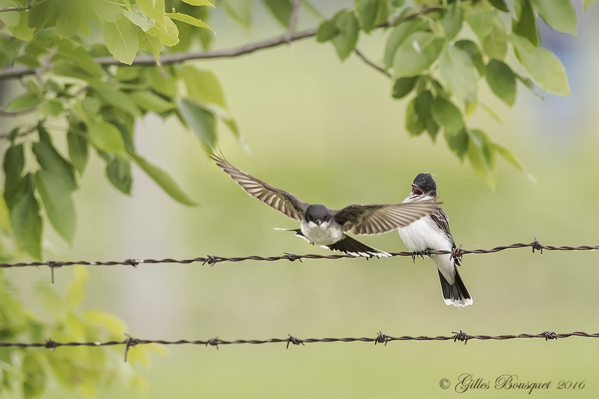 Nikon AF-S Nikkor 400mm F2.8G ED VR II sample photo. Tyran tritri photography