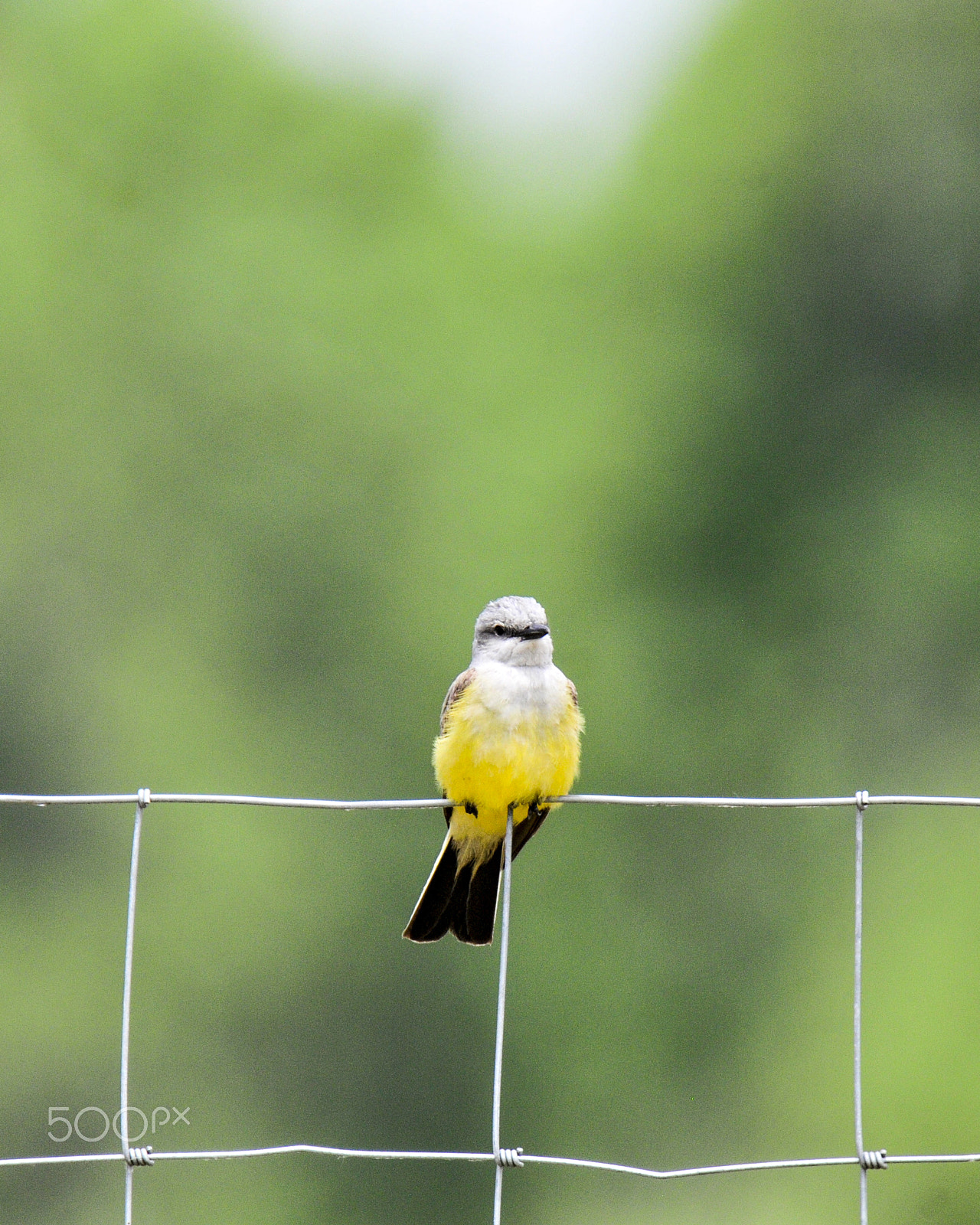 Nikon D300S sample photo. Western photography