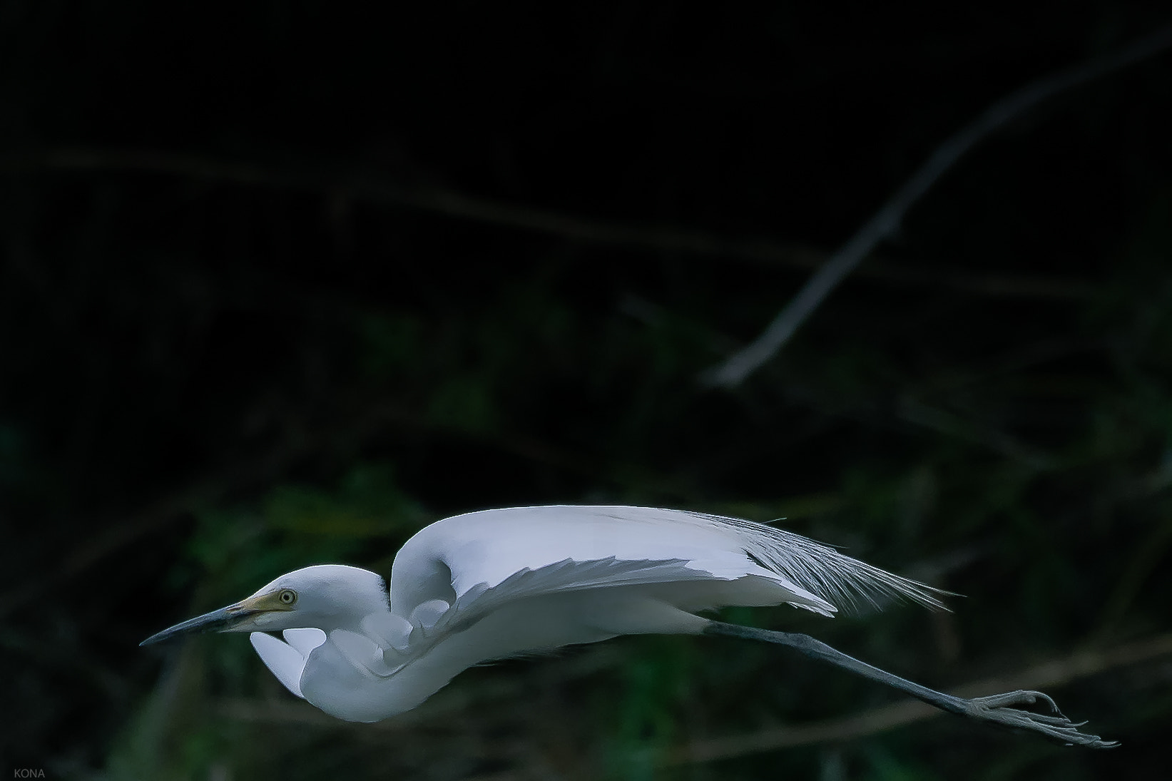 Nikon AF-S Nikkor 400mm F2.8G ED VR II sample photo. Sagi photography