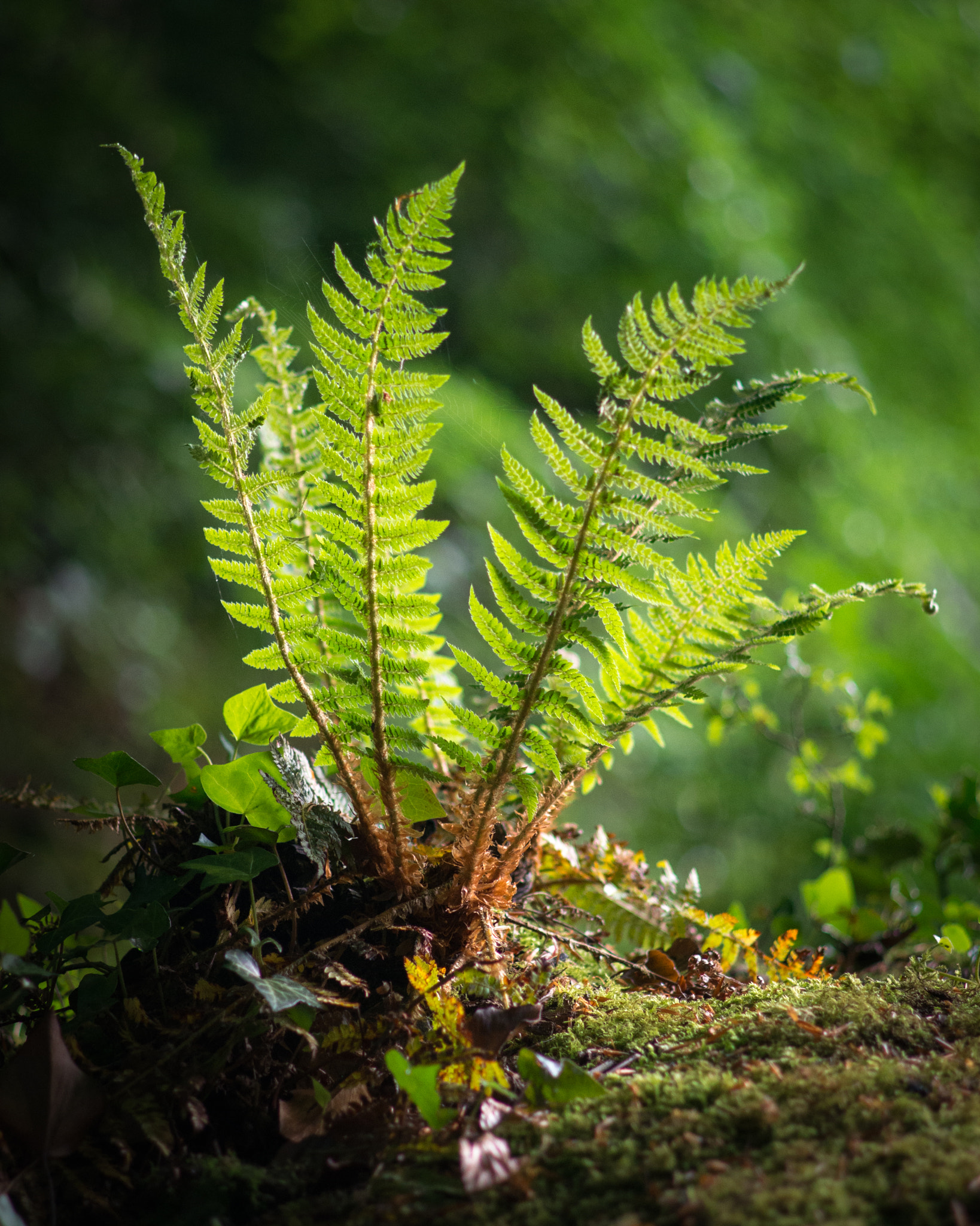 Pentax smc DA 70mm F2.4 AL Limited sample photo. Fern in the spotlight photography