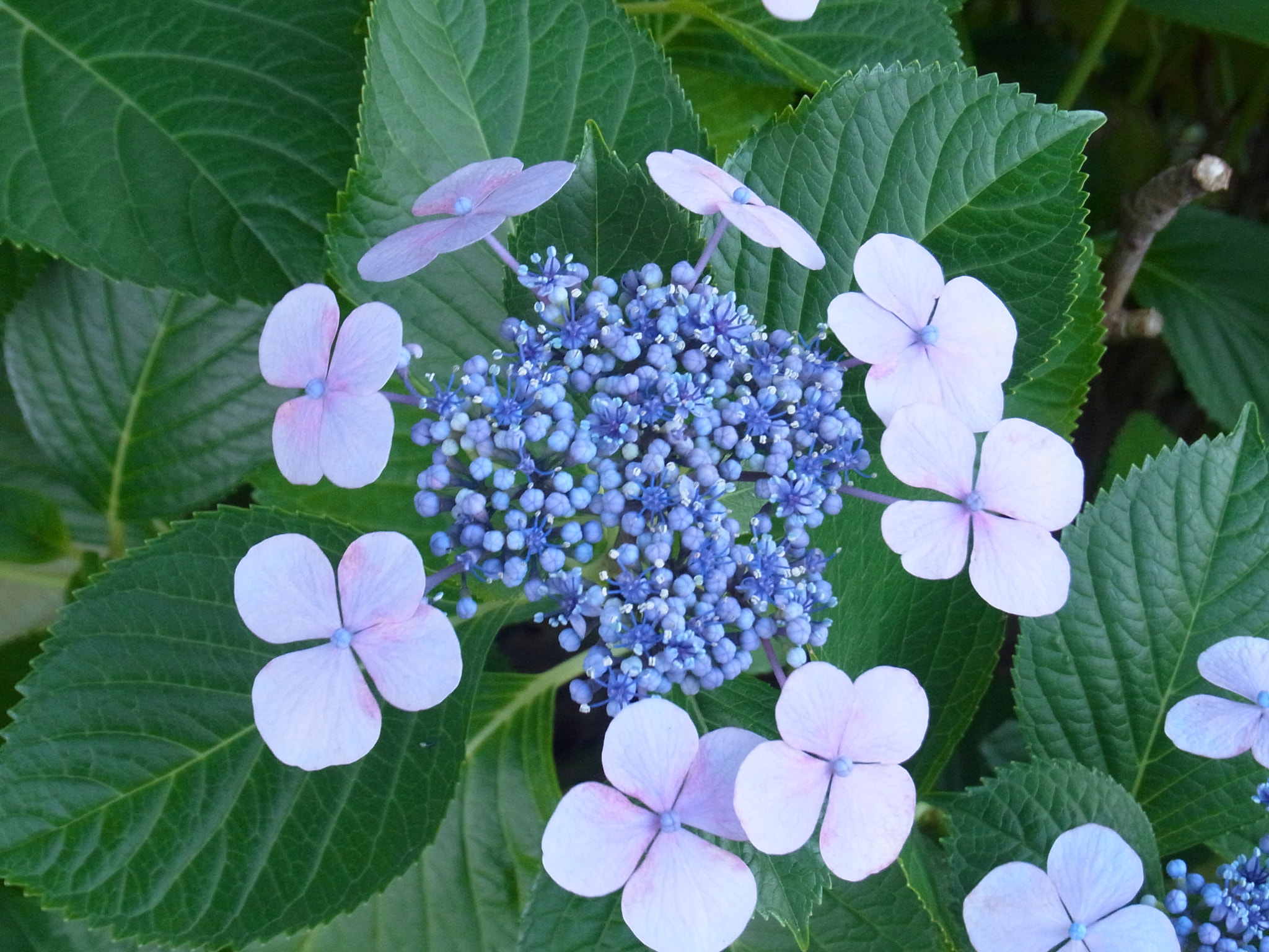 Ricoh CX4 sample photo