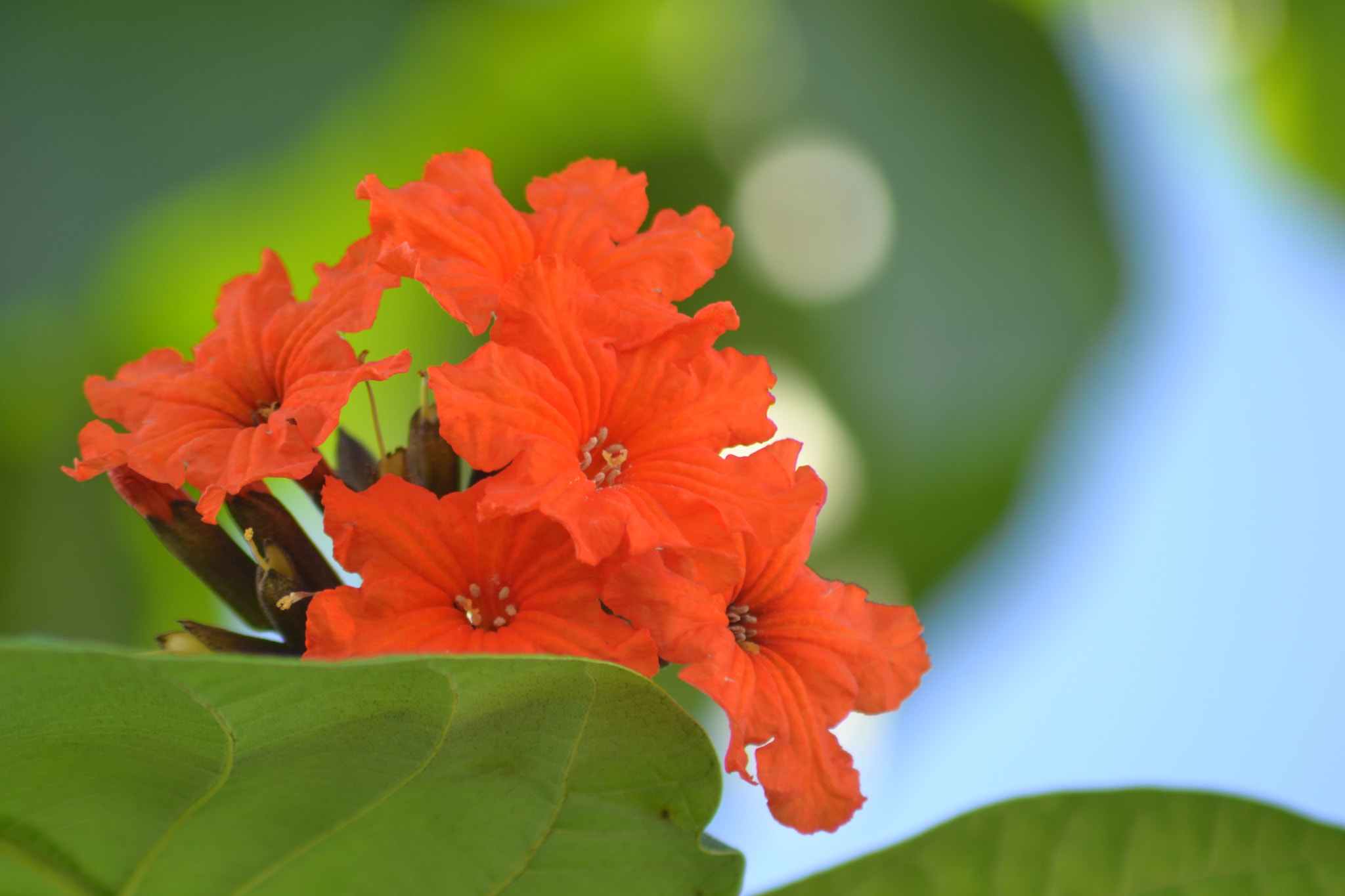 Nikon AF Nikkor 70-300mm F4-5.6G sample photo. Lot of color in a sunny day... photography