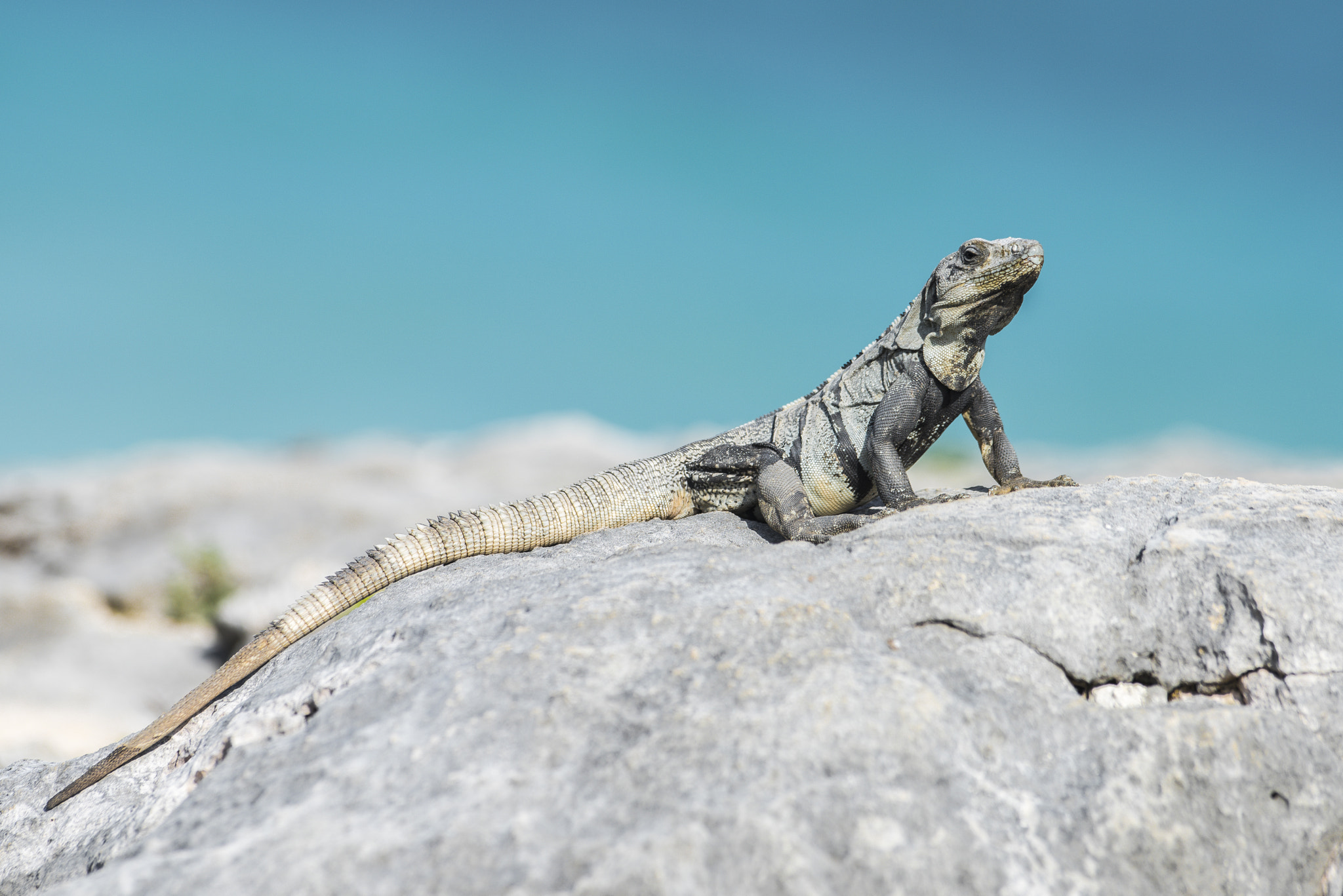 AF-S Nikkor 300mm f/2.8D IF-ED II sample photo. Cancun raptor photography