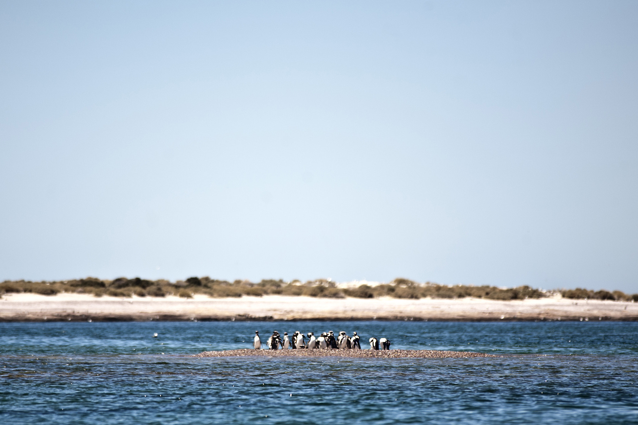Canon EOS 5D + Canon EF 50mm f/1.8 sample photo. Penguin island photography