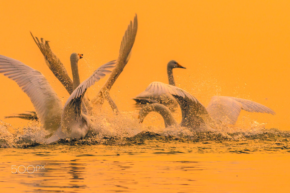 Canon EOS 7D Mark II + Canon EF 400mm F5.6L USM sample photo. Swan photography