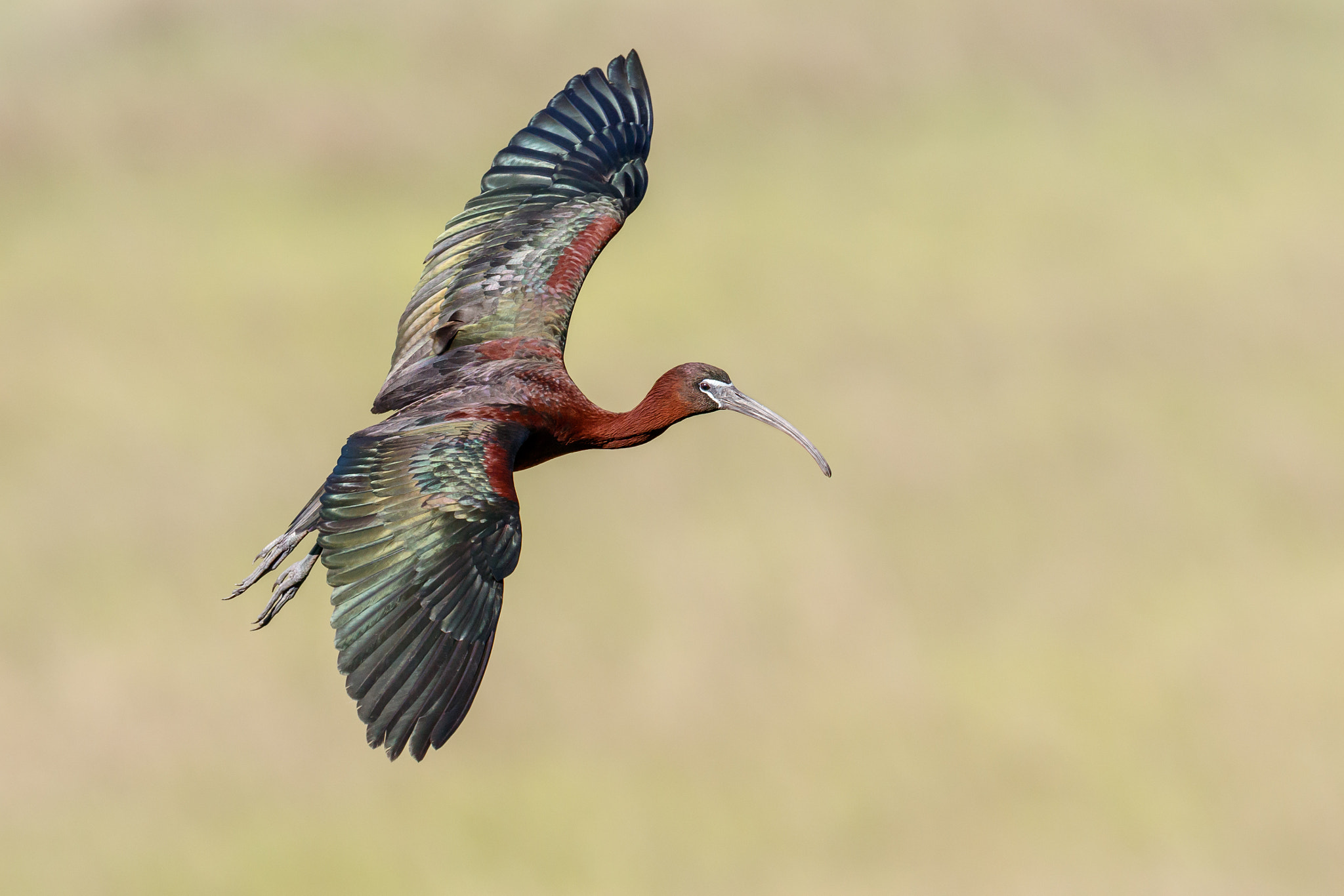 Canon EF 300mm F2.8L IS II USM sample photo. Glossy ibis photography