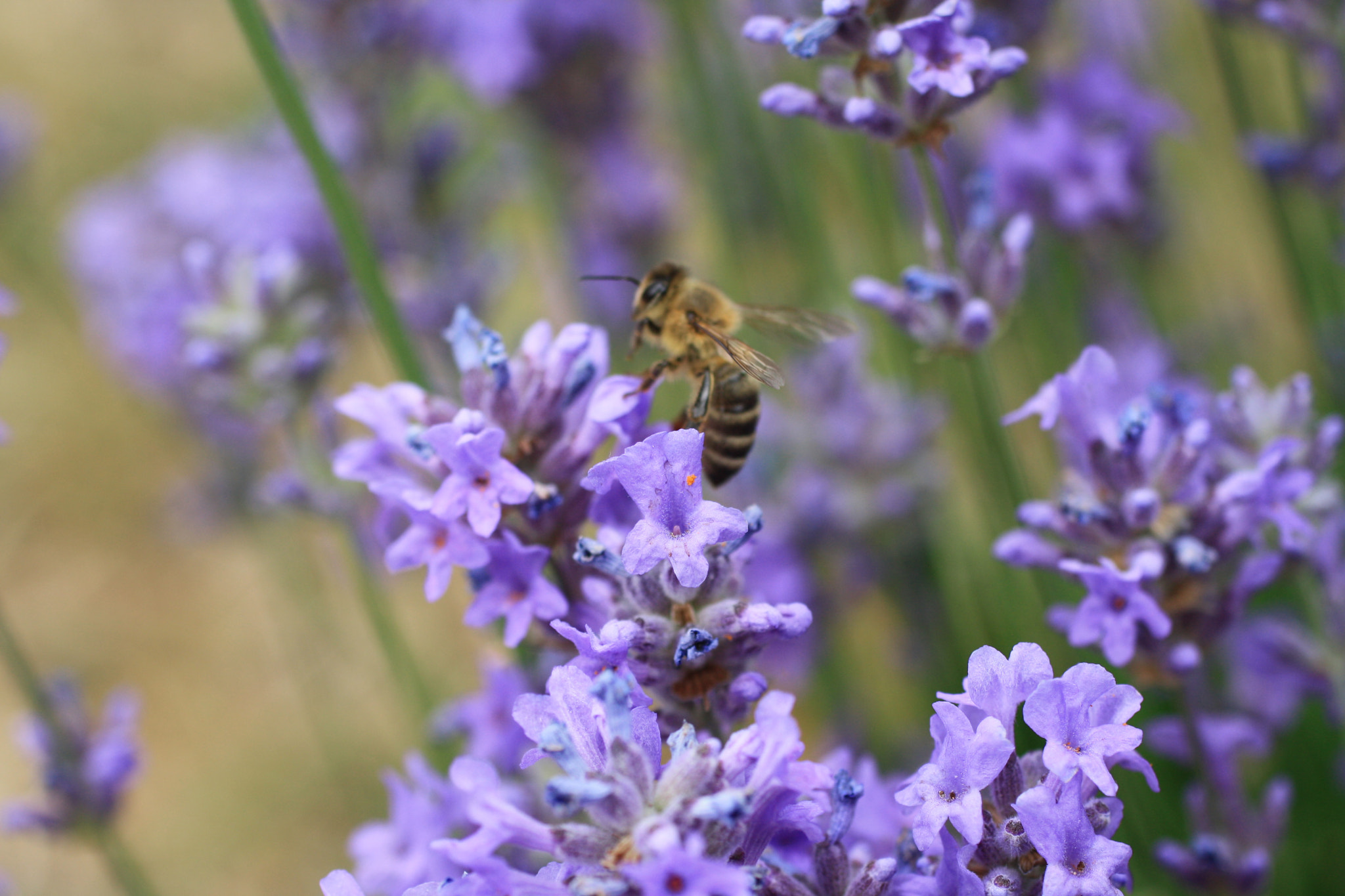 Canon EF 50mm F2.5 Macro sample photo. Hungry honeybee photography