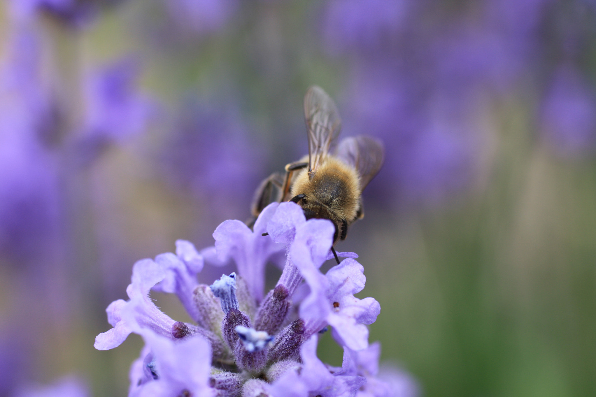 Canon EOS 1000D (EOS Digital Rebel XS / EOS Kiss F) + Canon EF 50mm F2.5 Macro sample photo. Hungry honeybee photography