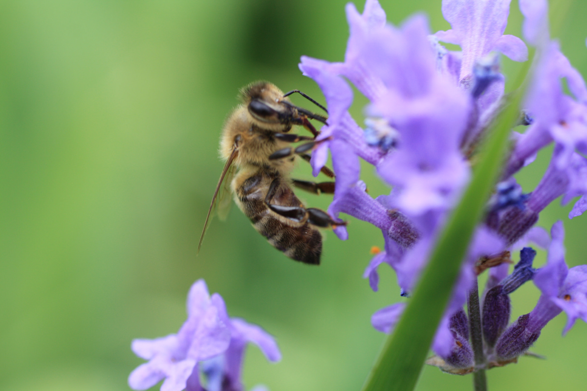 Canon EOS 1000D (EOS Digital Rebel XS / EOS Kiss F) + Canon EF 50mm F2.5 Macro sample photo. Hungry honeybee photography