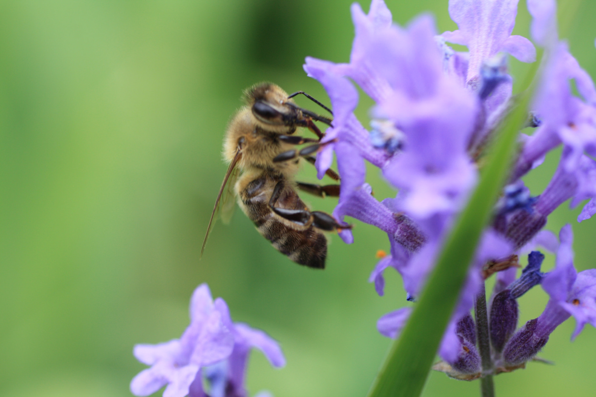 Canon EF 50mm F2.5 Macro sample photo. Hungry honeybee photography