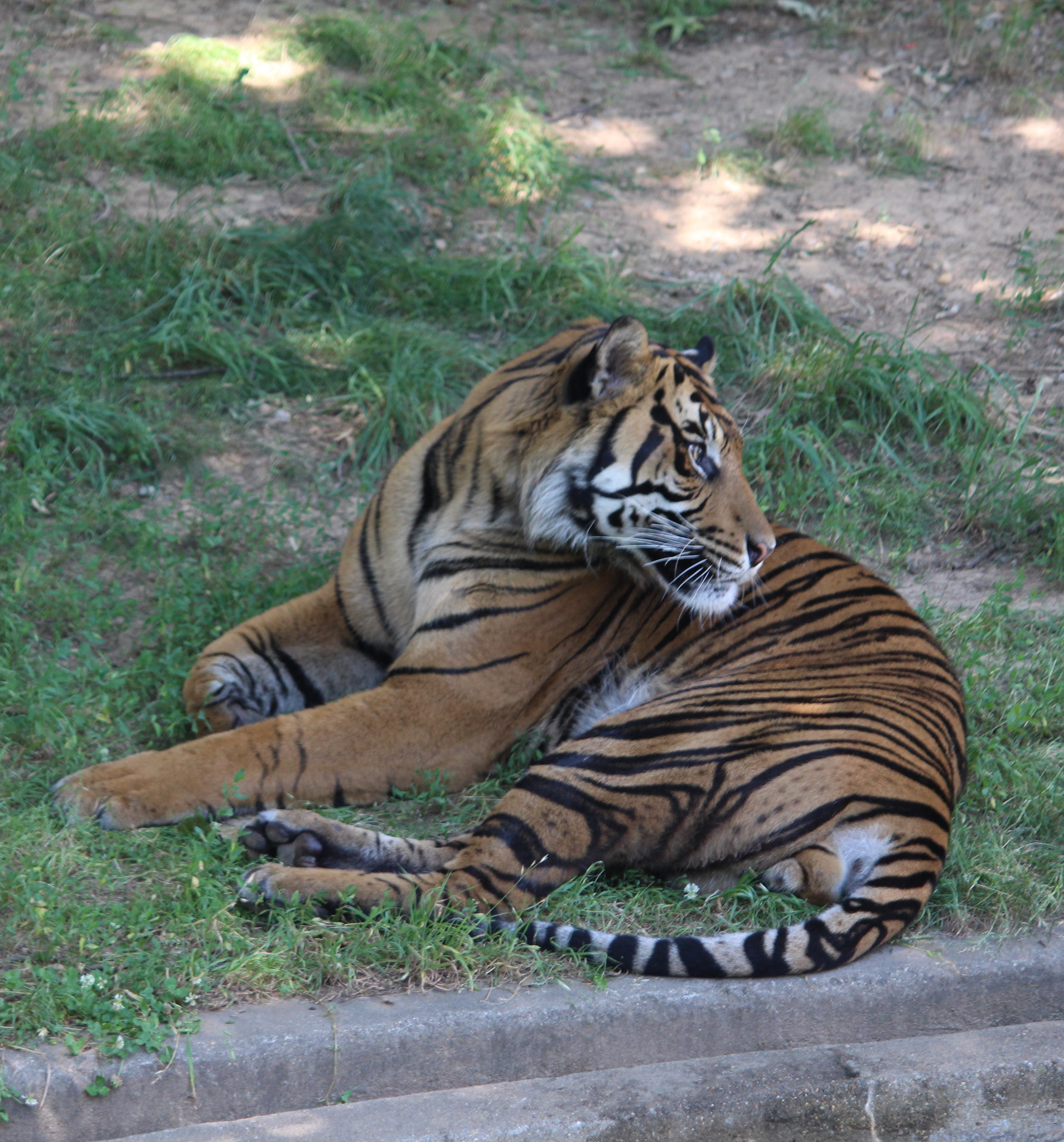Canon EF-S 55-250mm F4-5.6 IS II sample photo. The tiger photography