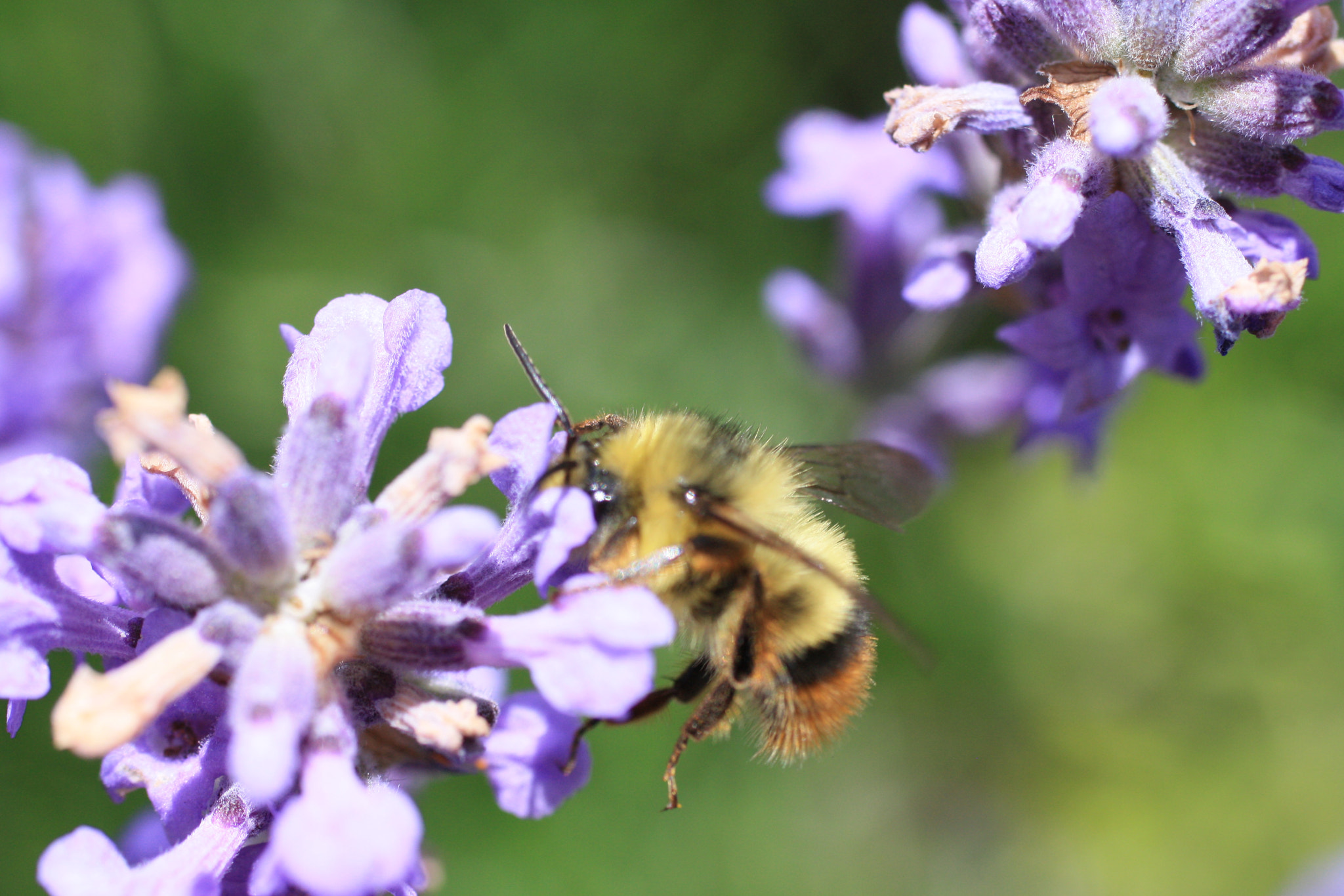 Canon EF 50mm F2.5 Macro sample photo. Fuzzy bumblebees photography