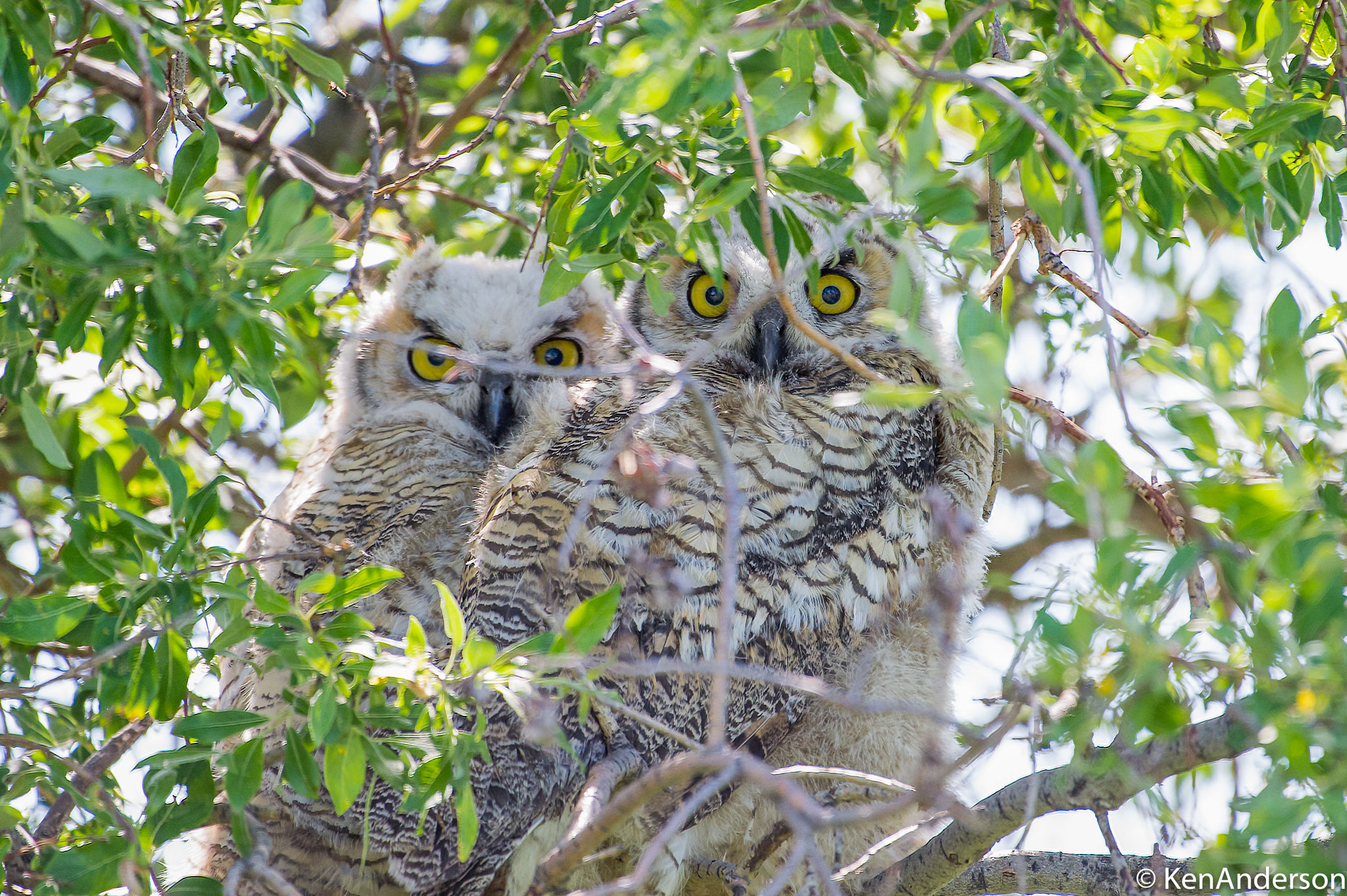 Nikon AF-S Nikkor 200-500mm F5.6E ED VR sample photo. I think he can see us? photography