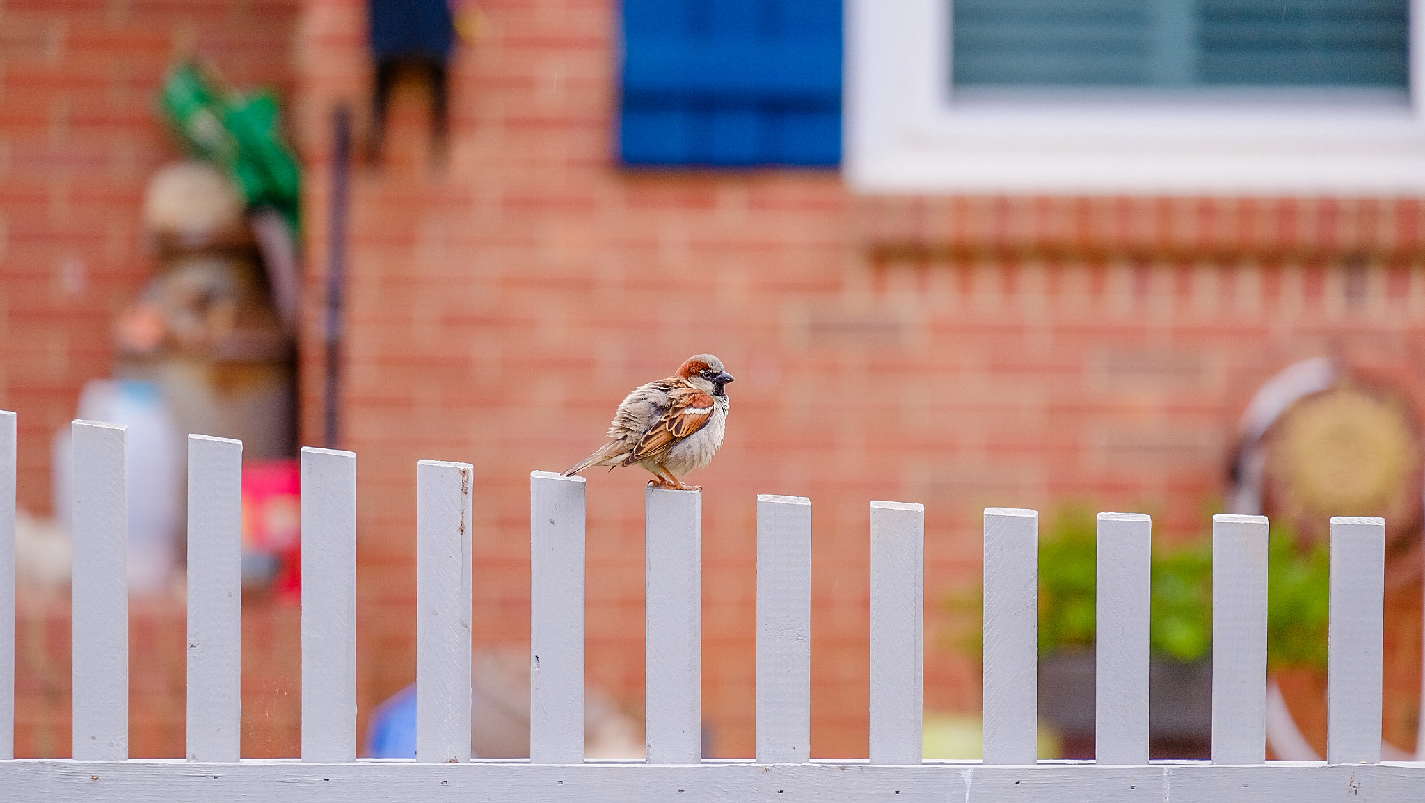 Fujifilm XC 50-230mm F4.5-6.7 OIS II sample photo. Cco photography