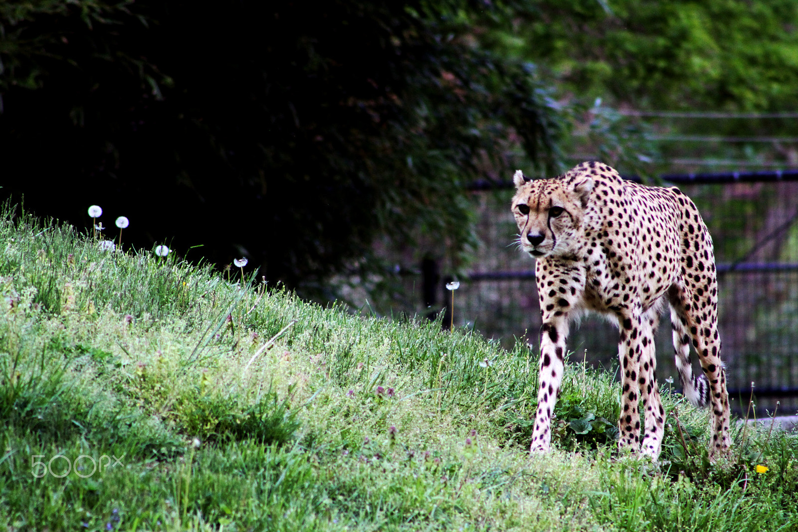 Canon EOS 50D + EF75-300mm f/4-5.6 sample photo. Cheetah photography