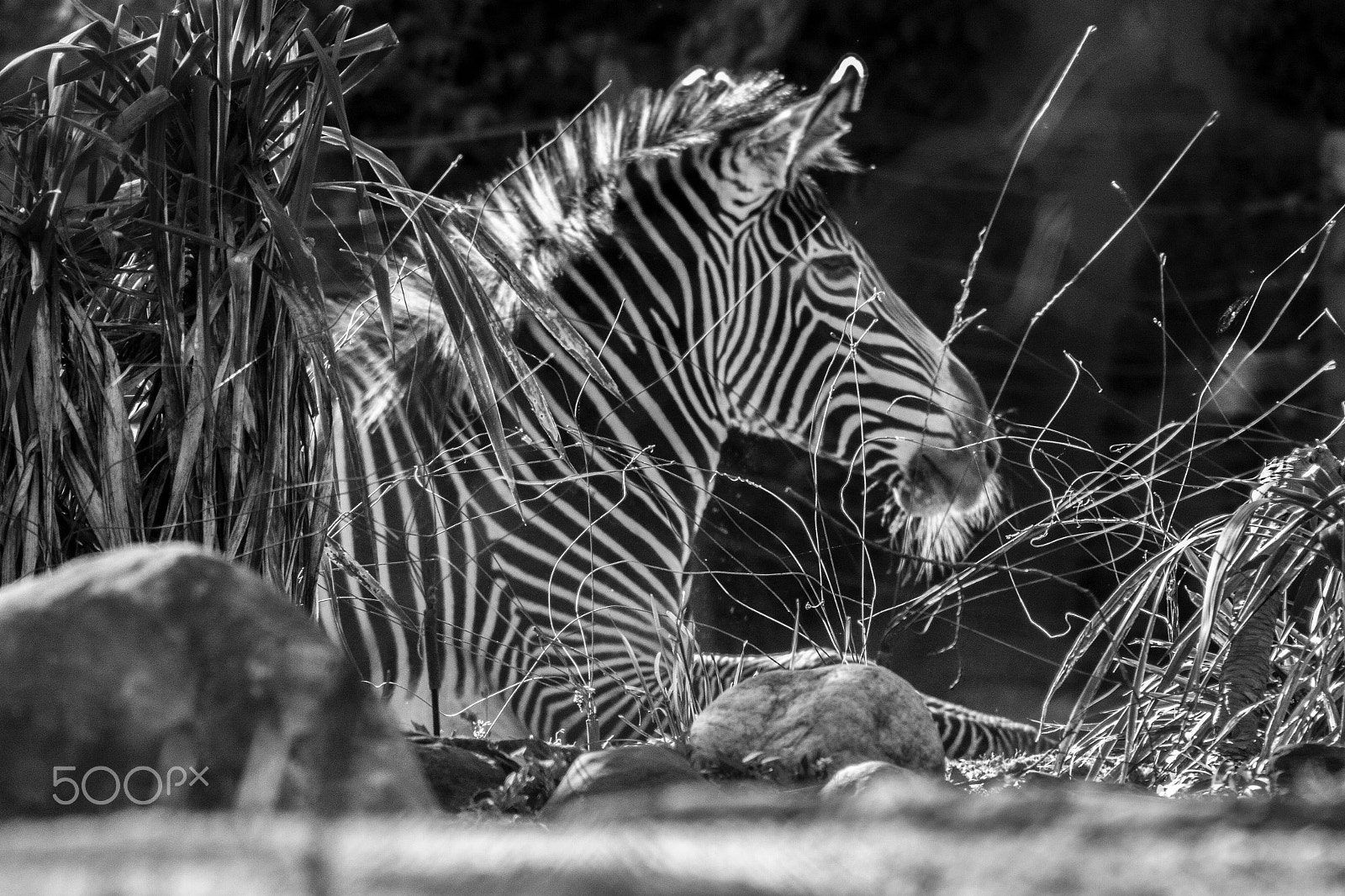 Canon EOS 50D + EF75-300mm f/4-5.6 sample photo. Zebra photography
