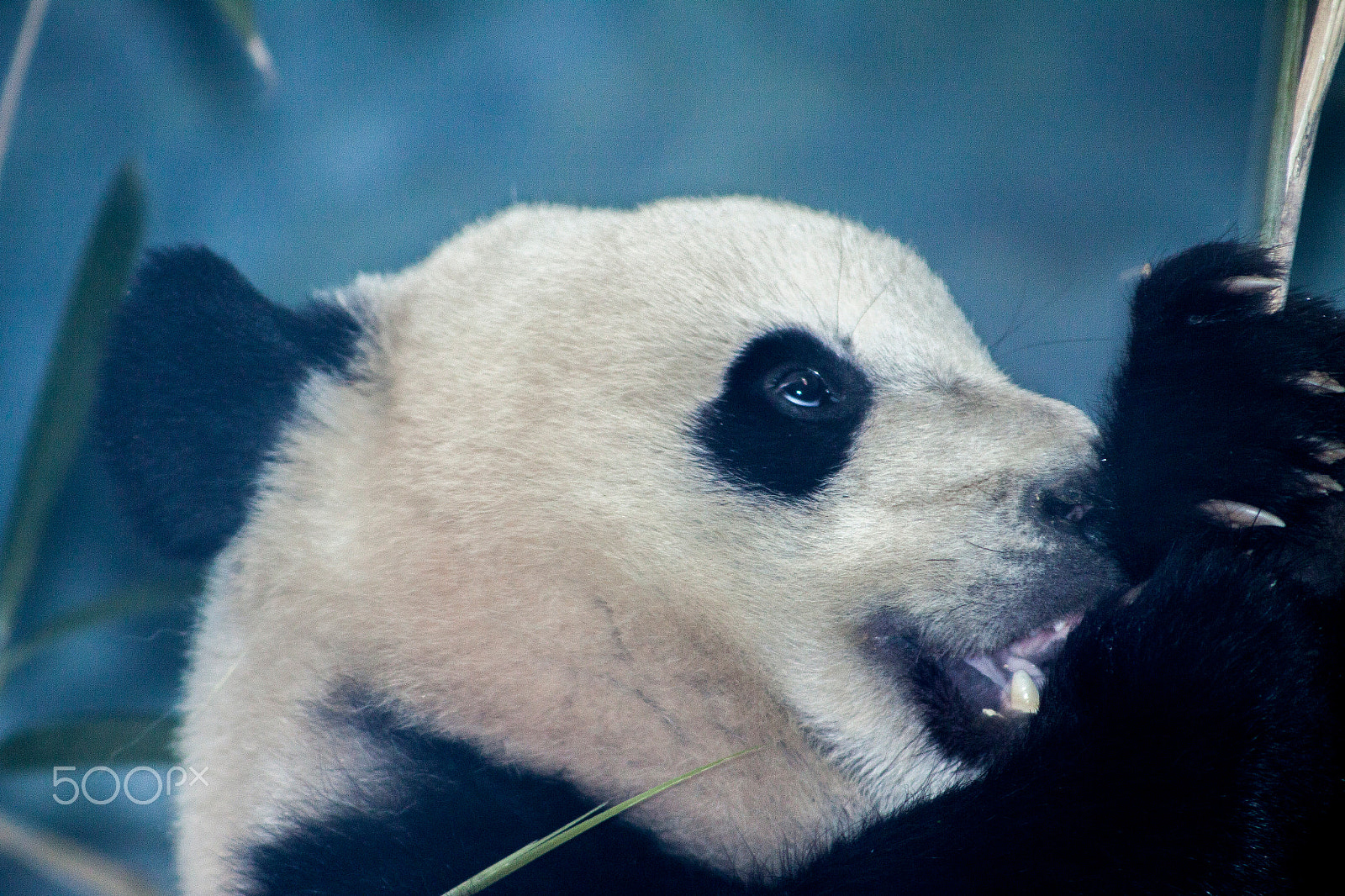 Canon EOS 50D + EF75-300mm f/4-5.6 sample photo. Panda photography