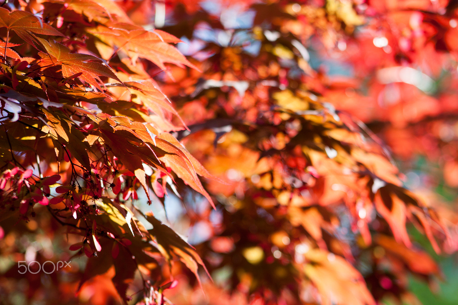 Canon EOS 50D + EF75-300mm f/4-5.6 sample photo. Autumn maple leaf photography