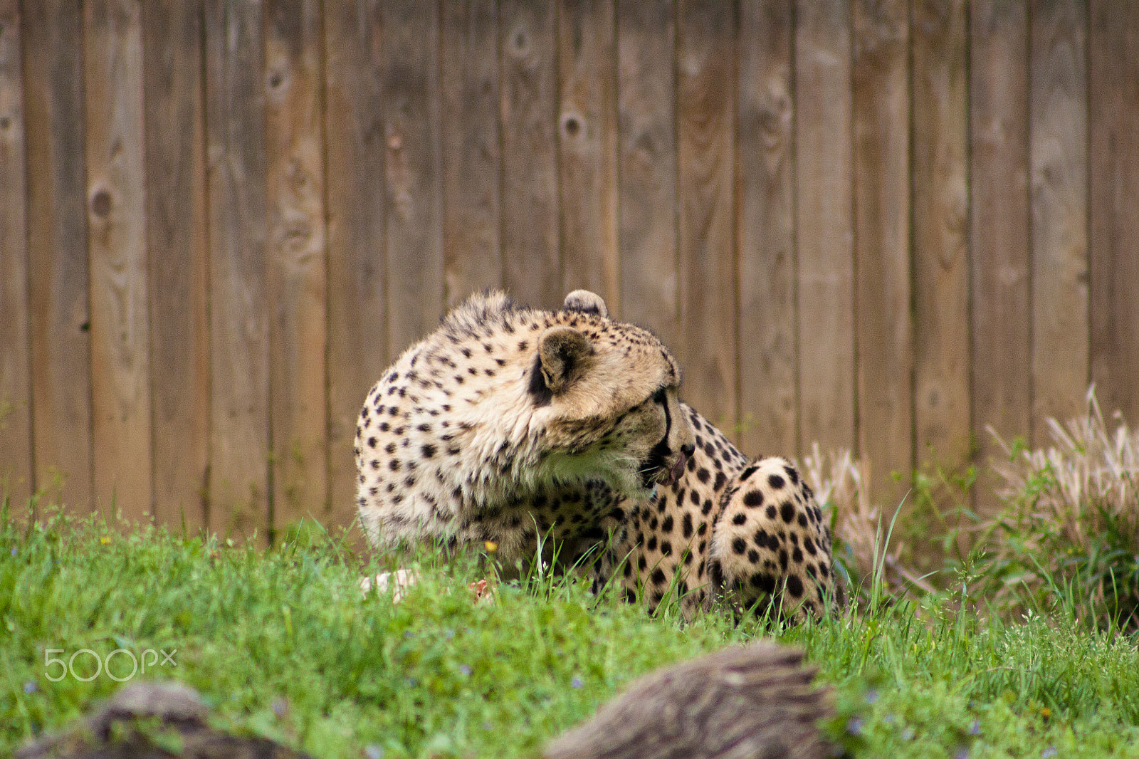 Canon EOS 50D + EF75-300mm f/4-5.6 sample photo. Cheetah posing photography