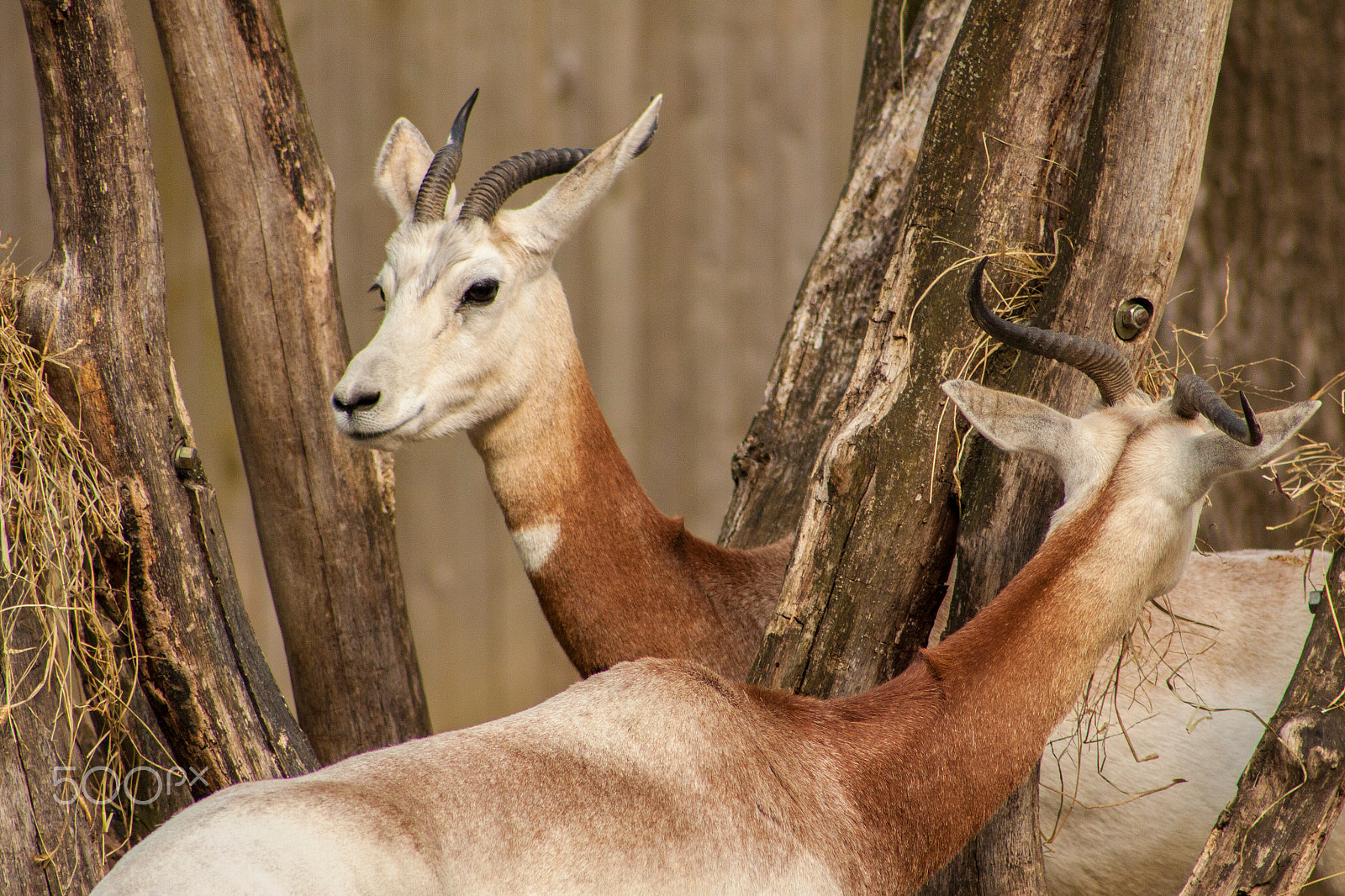 Canon EOS 50D + EF75-300mm f/4-5.6 sample photo. Gazelle photography