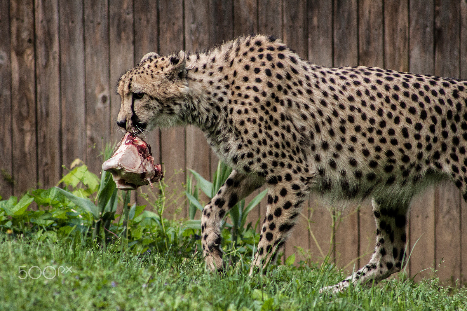 Canon EOS 50D + EF75-300mm f/4-5.6 sample photo. Cheetah hunting photography