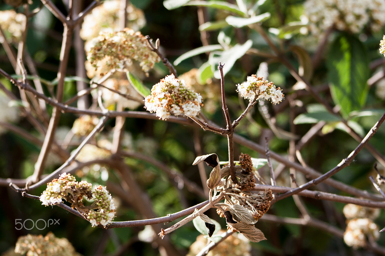 Canon EOS 50D + EF75-300mm f/4-5.6 sample photo. Blossoms photography