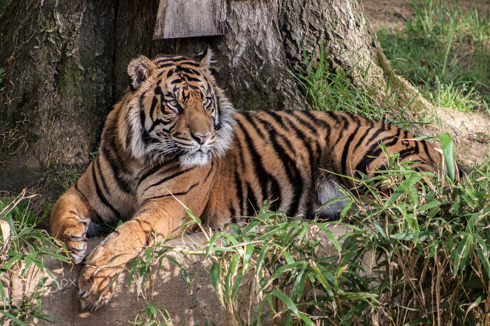 Canon EOS 50D + EF75-300mm f/4-5.6 sample photo. Bengal tiger photography
