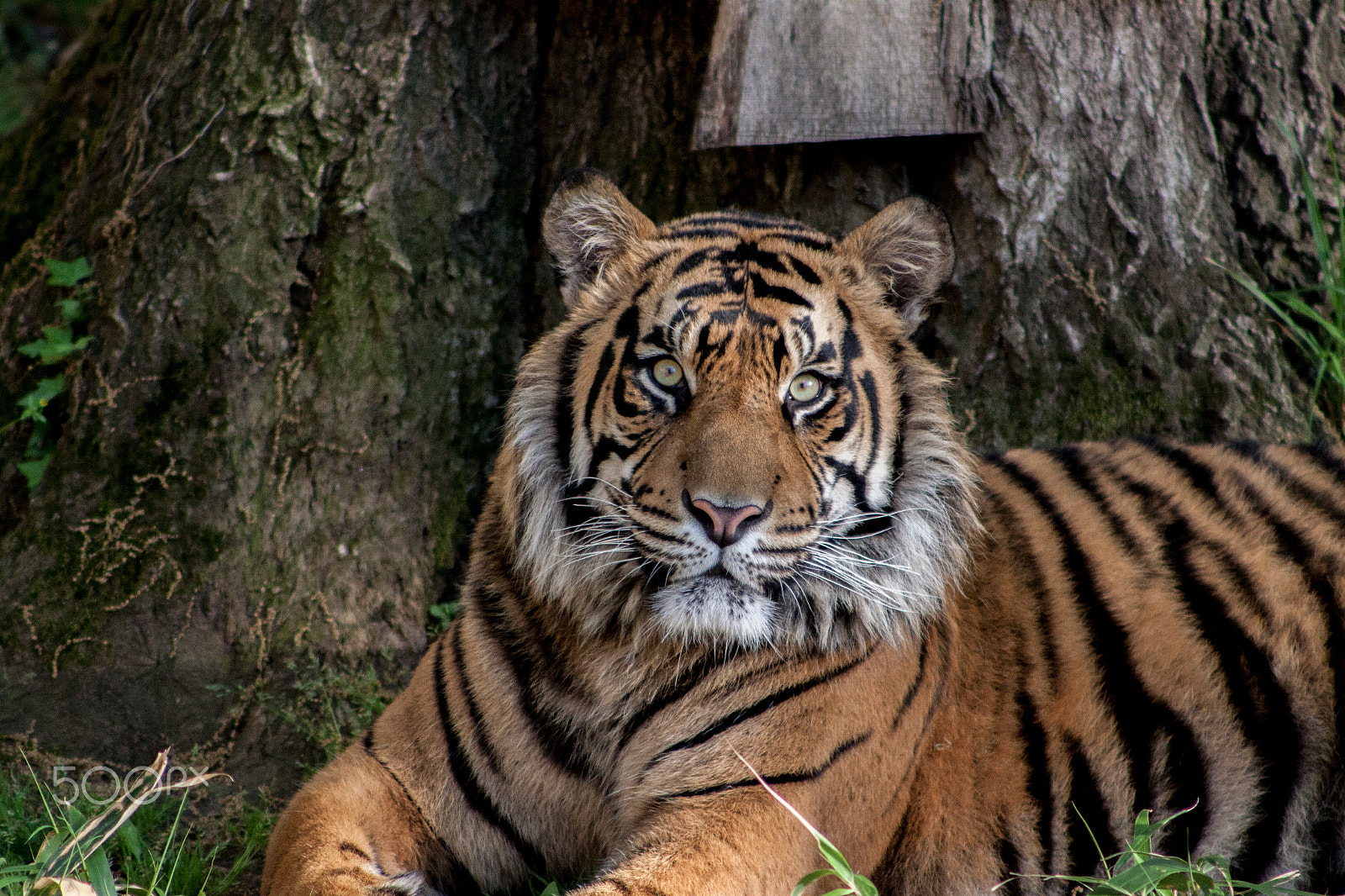 Canon EOS 50D + EF75-300mm f/4-5.6 sample photo. Bengal tiger photography