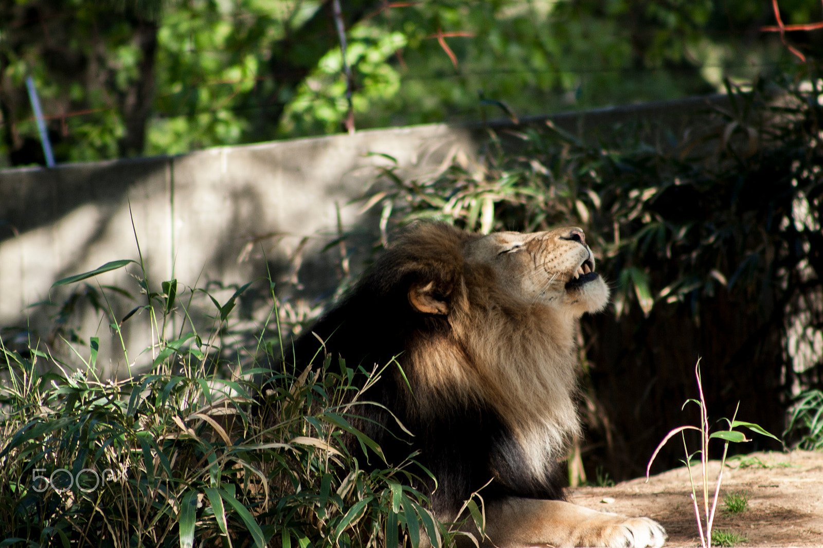 Canon EOS 50D + EF75-300mm f/4-5.6 sample photo. Mountain lion photography