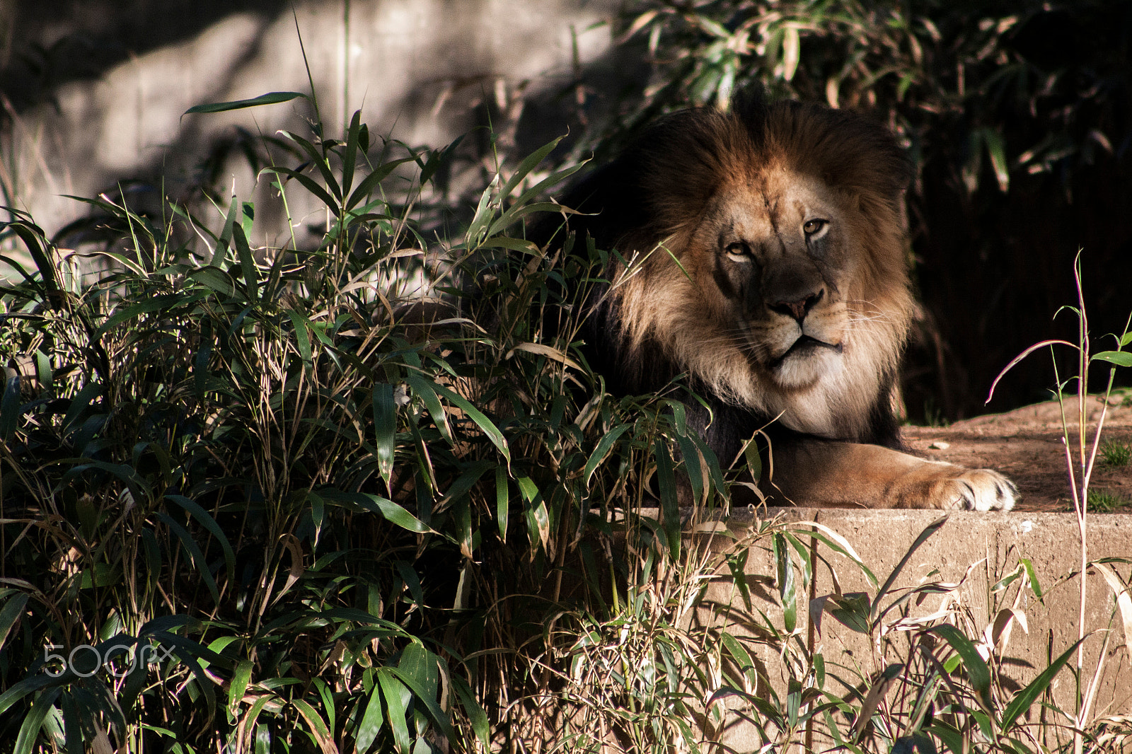 Canon EOS 50D + EF75-300mm f/4-5.6 sample photo. Mountain lion photography