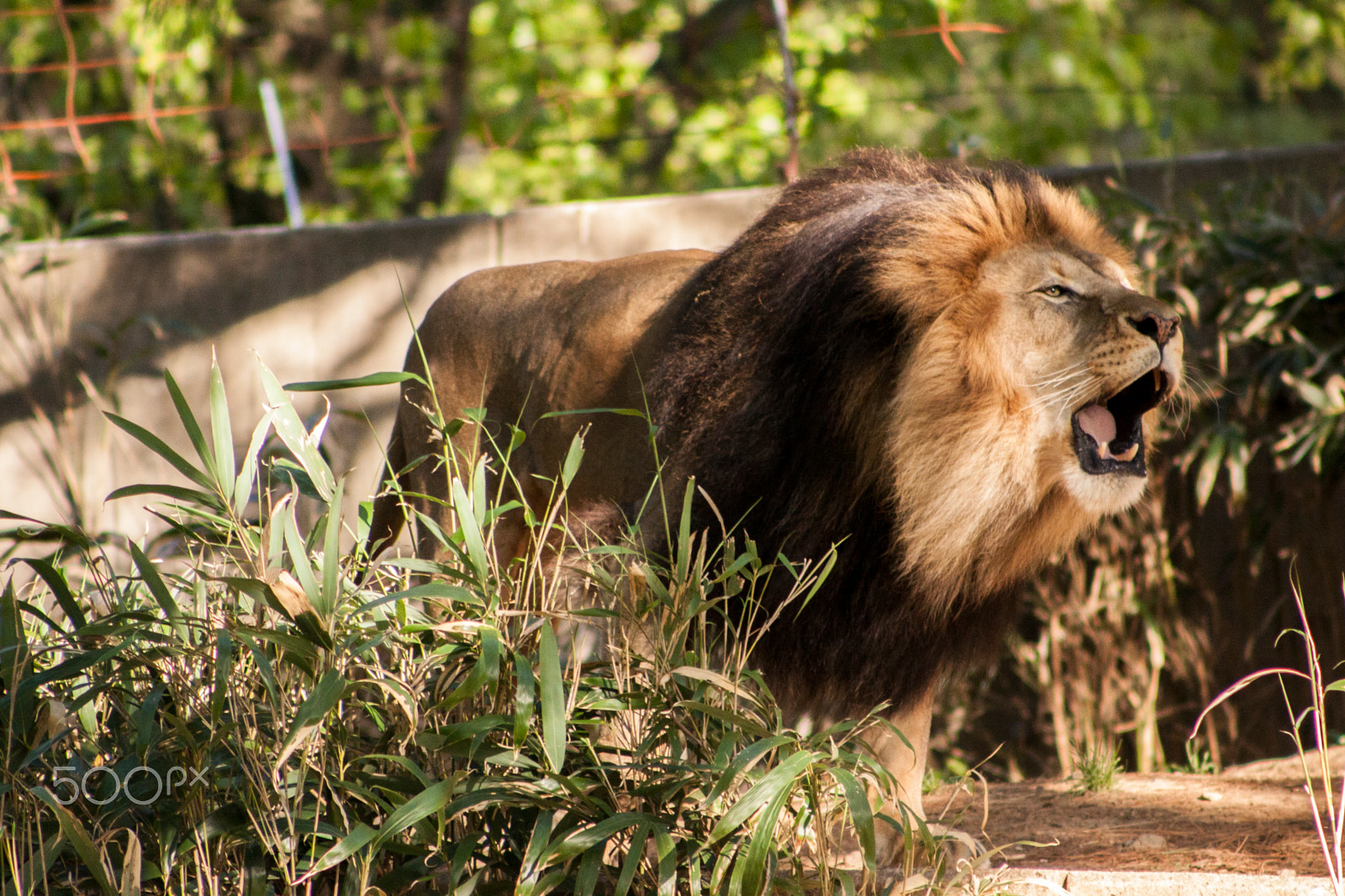 Canon EOS 50D + EF75-300mm f/4-5.6 sample photo. Mountain lion photography
