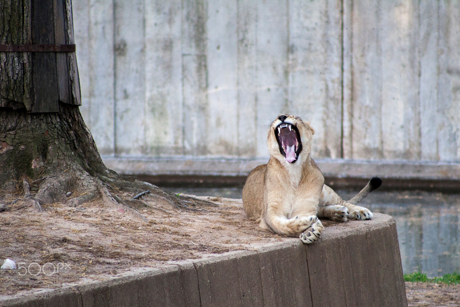 Canon EOS 50D + EF75-300mm f/4-5.6 sample photo. Bobcat photography