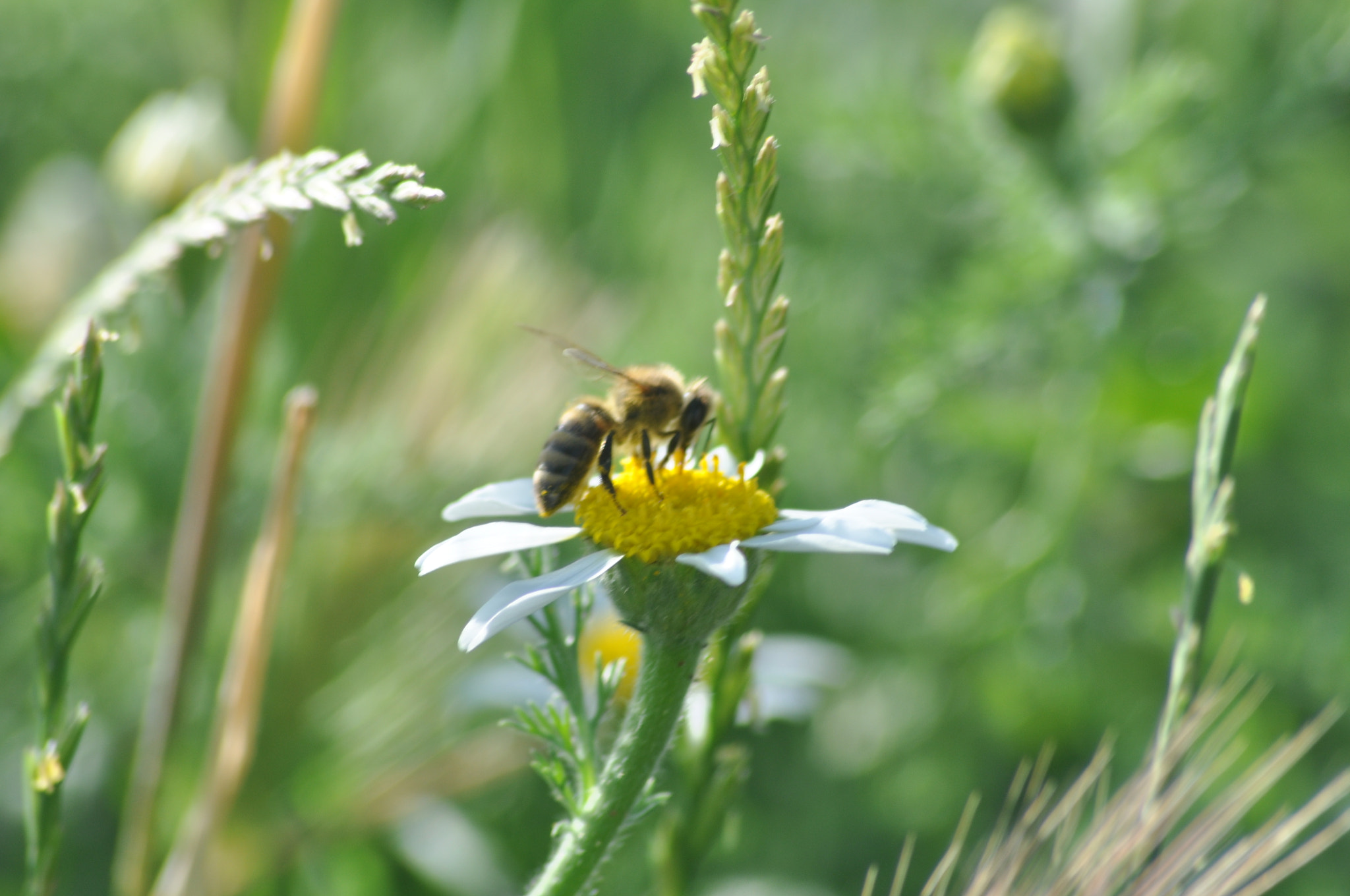 Nikon D90 + Sigma 70-300mm F4-5.6 APO Macro Super II sample photo