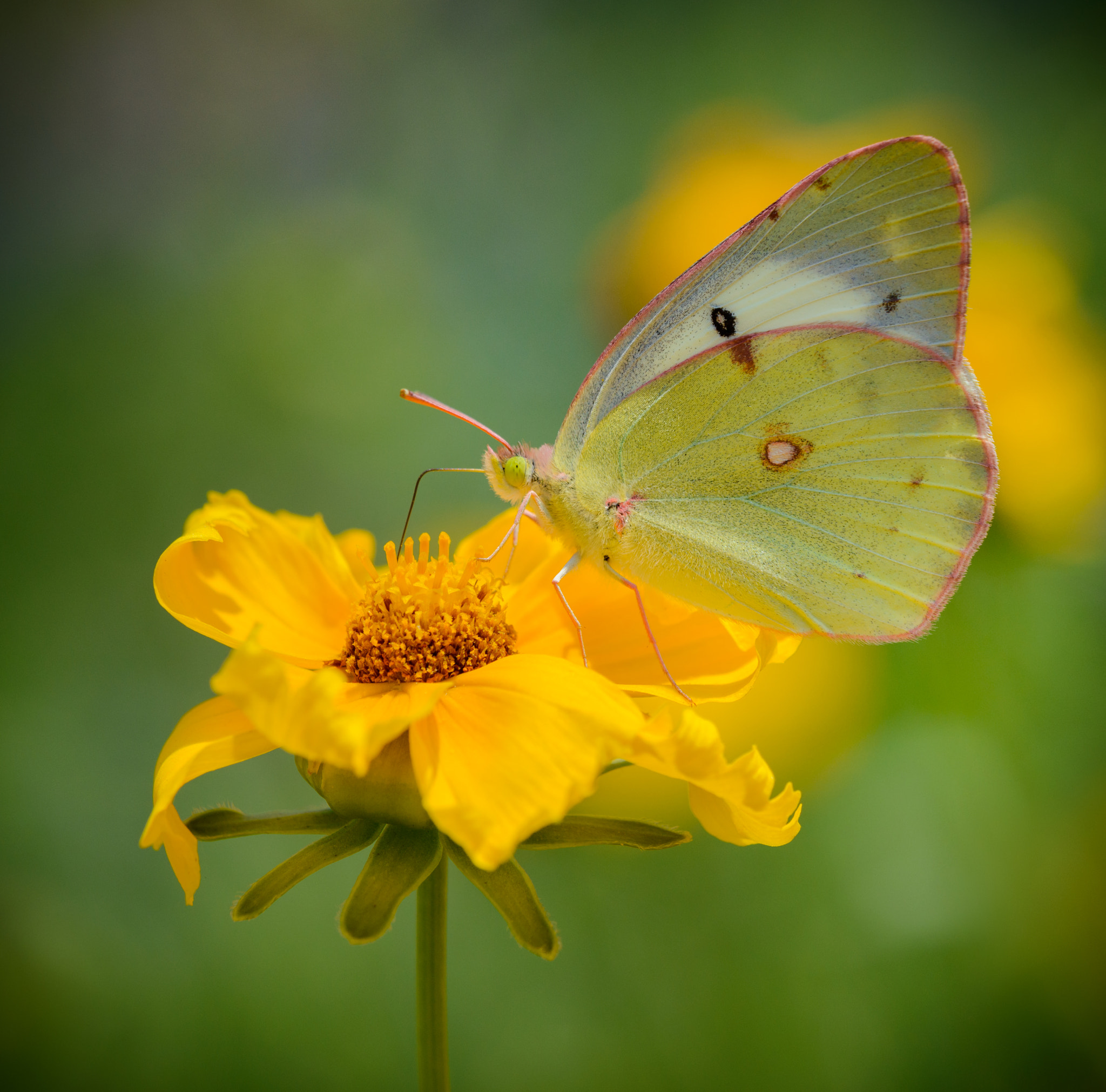 Nikon D800E + Sigma 150mm F2.8 EX DG Macro HSM sample photo. Pale clouded yellow butterfly photography