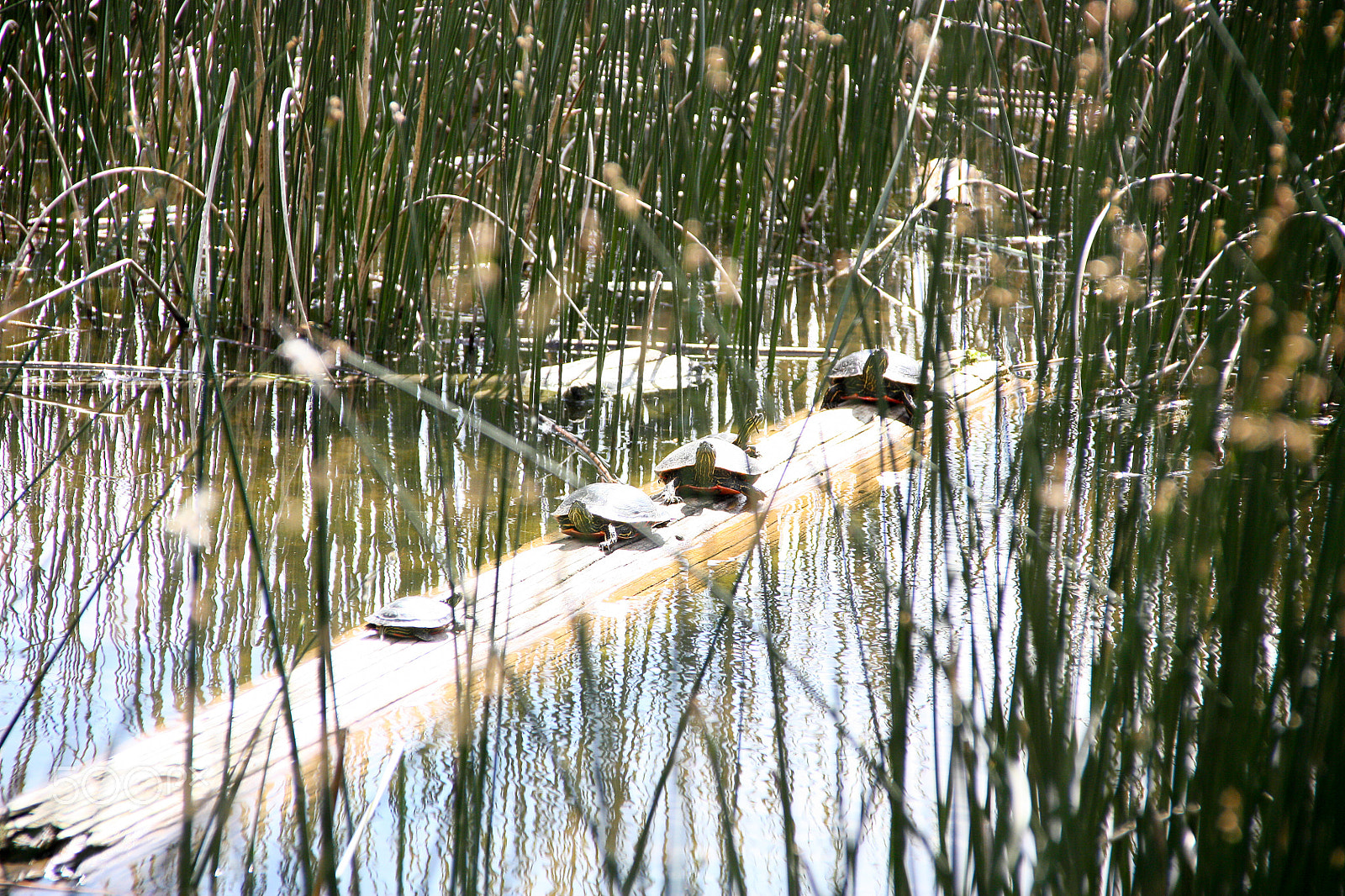 Canon EOS 450D (EOS Rebel XSi / EOS Kiss X2) sample photo. Turtles in a row photography