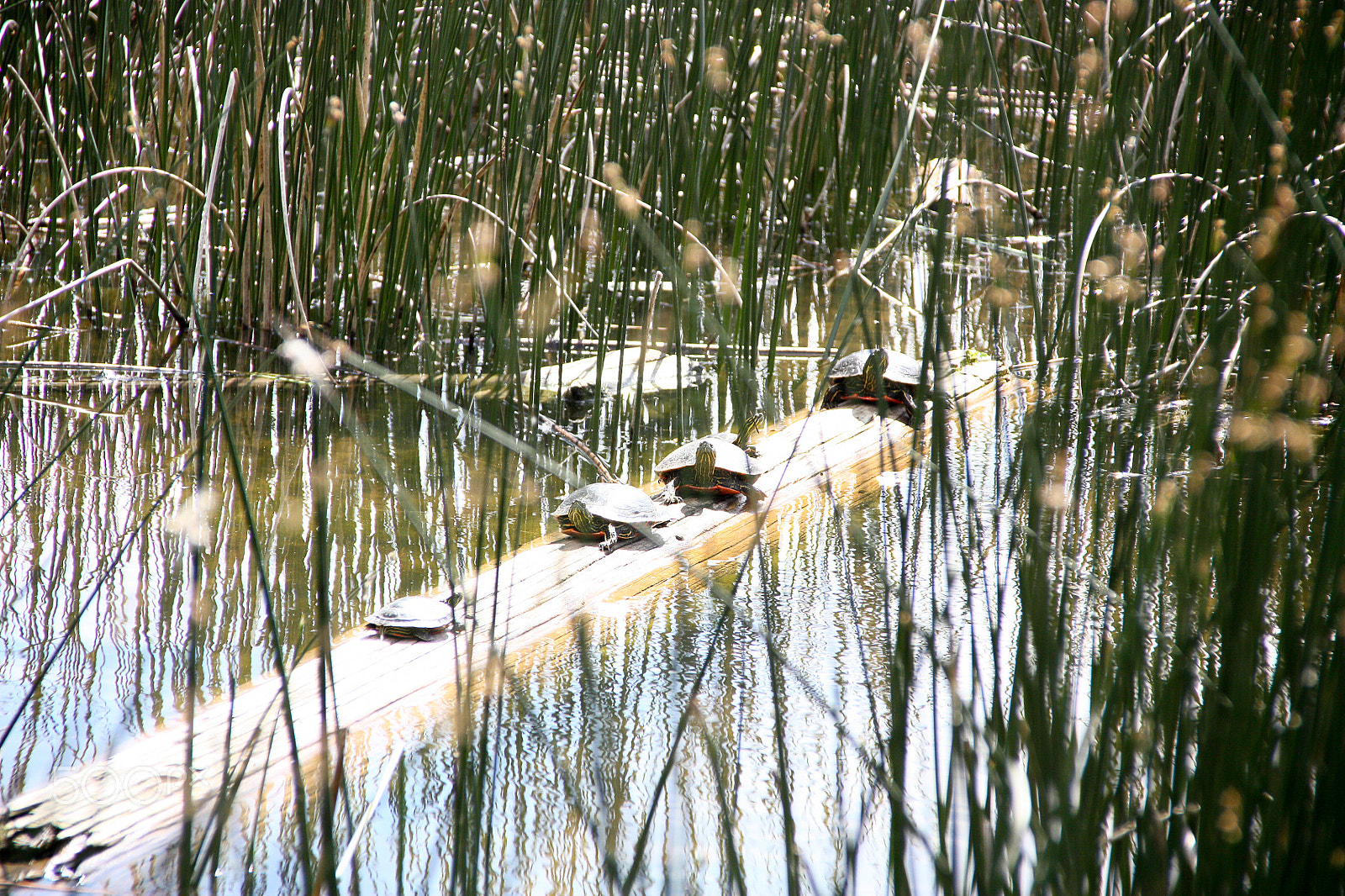 Canon EOS 450D (EOS Rebel XSi / EOS Kiss X2) + Canon EF-S 18-135mm F3.5-5.6 IS sample photo. Turtles in a row photography