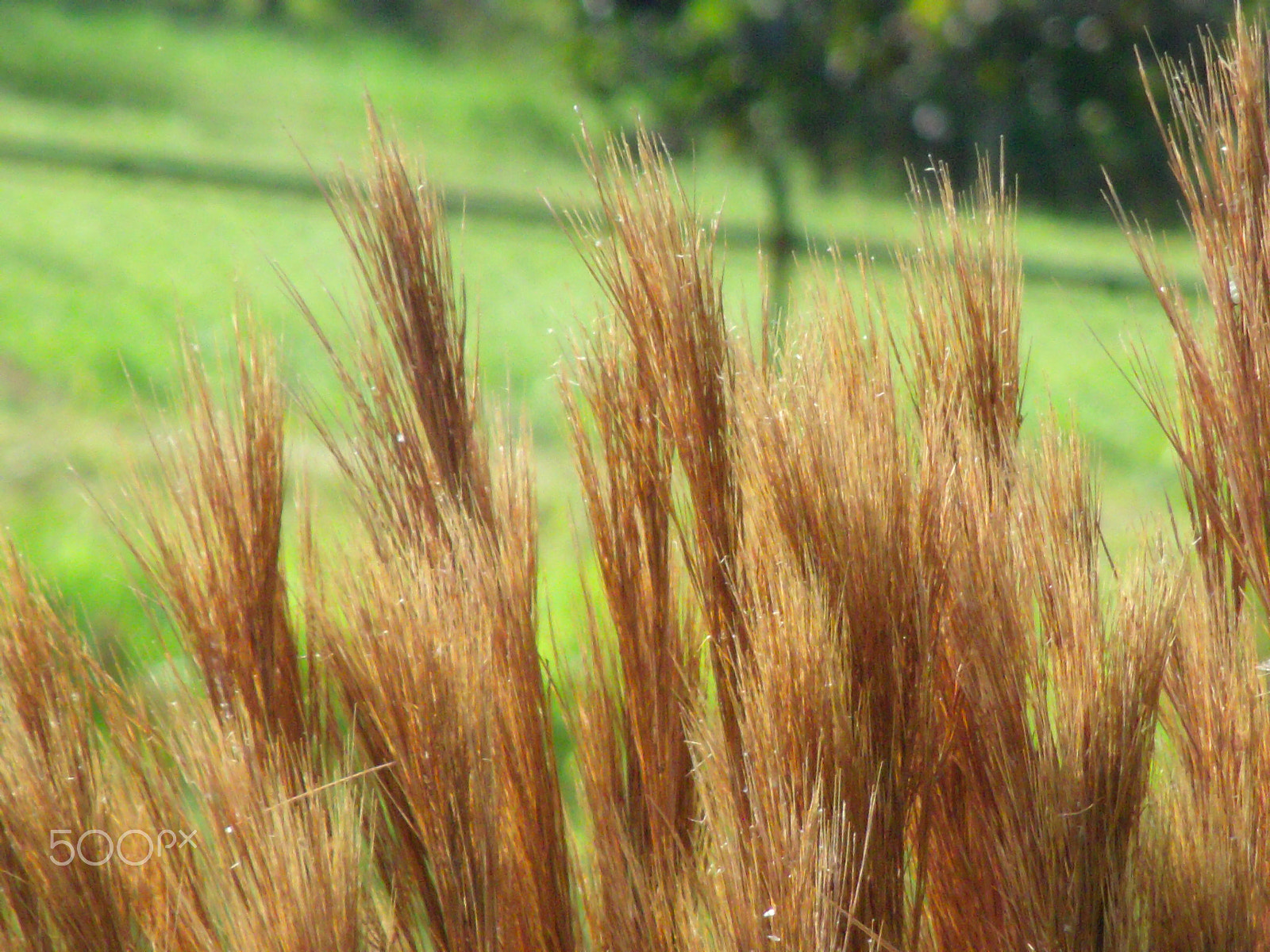 GENERAL IMAGING CO. X400 sample photo. Parque photography
