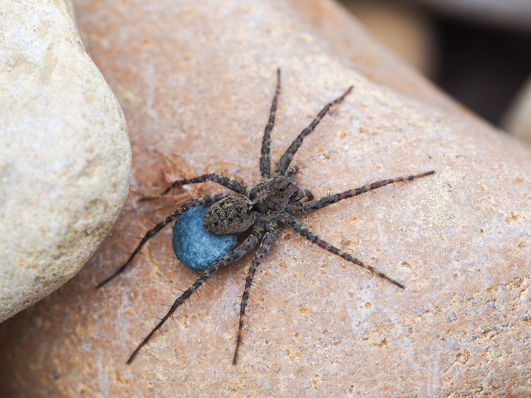 Olympus PEN E-PM2 sample photo. Wolf spider photography