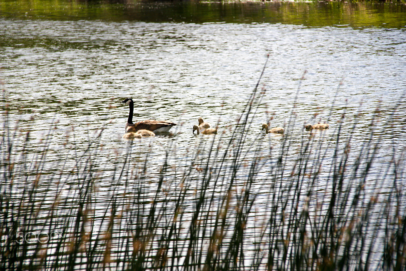 Canon EOS 450D (EOS Rebel XSi / EOS Kiss X2) sample photo. Geese and goslings  photography