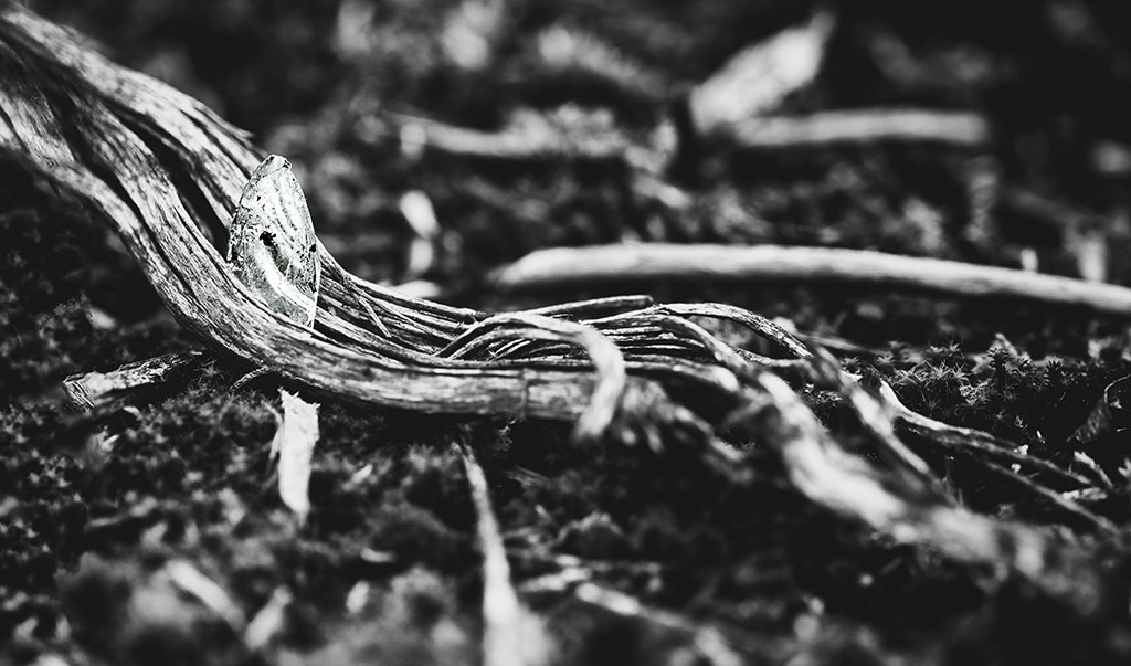 Canon EOS 500D (EOS Rebel T1i / EOS Kiss X3) + Canon EF 100mm F2.8L Macro IS USM sample photo. Wunddokumentation ist wichtig, sage ich zum ast, der sich unbeeindruckt von der scherbe und mir... photography