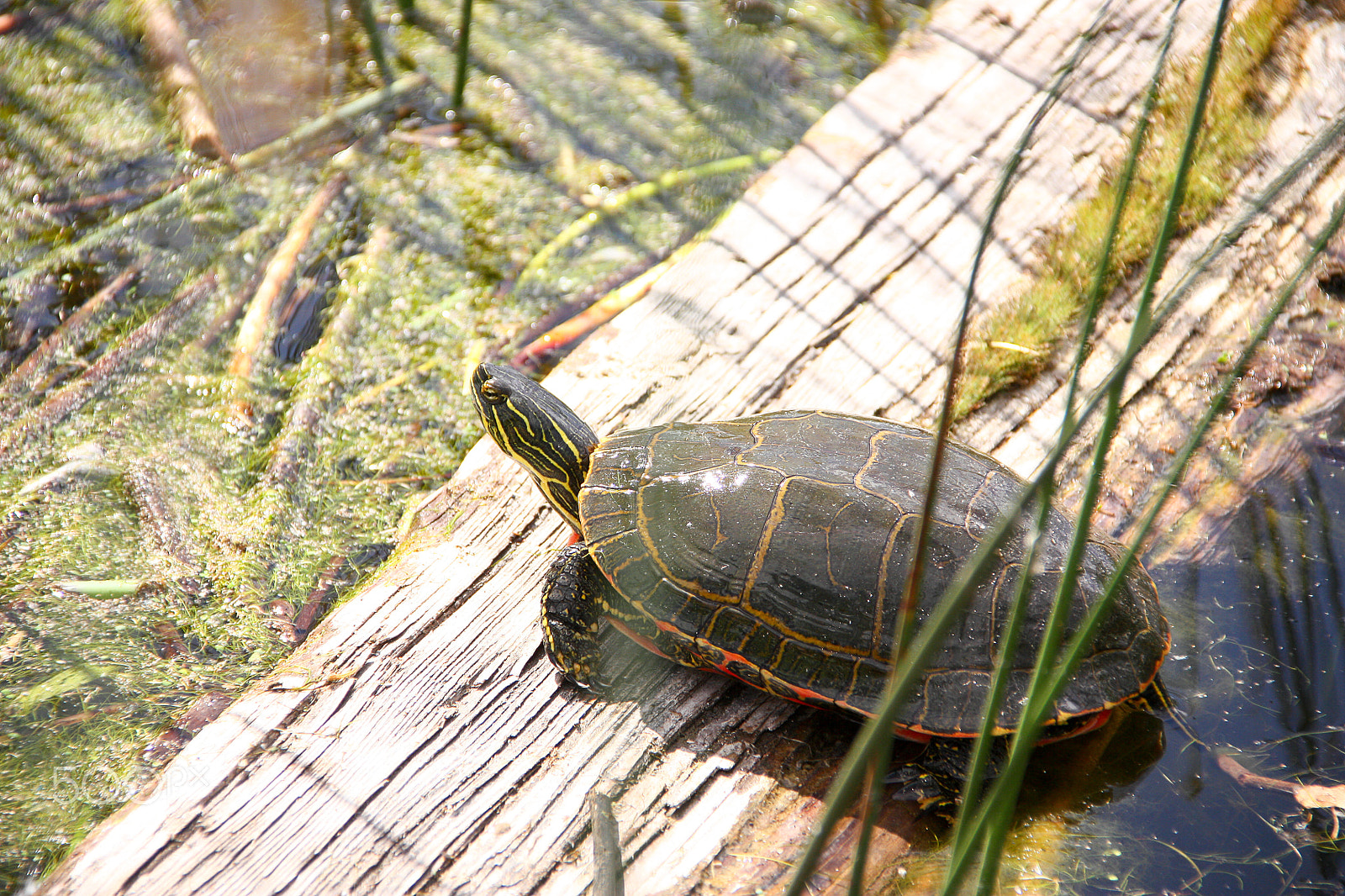 Canon EOS 450D (EOS Rebel XSi / EOS Kiss X2) sample photo. Turtle photography
