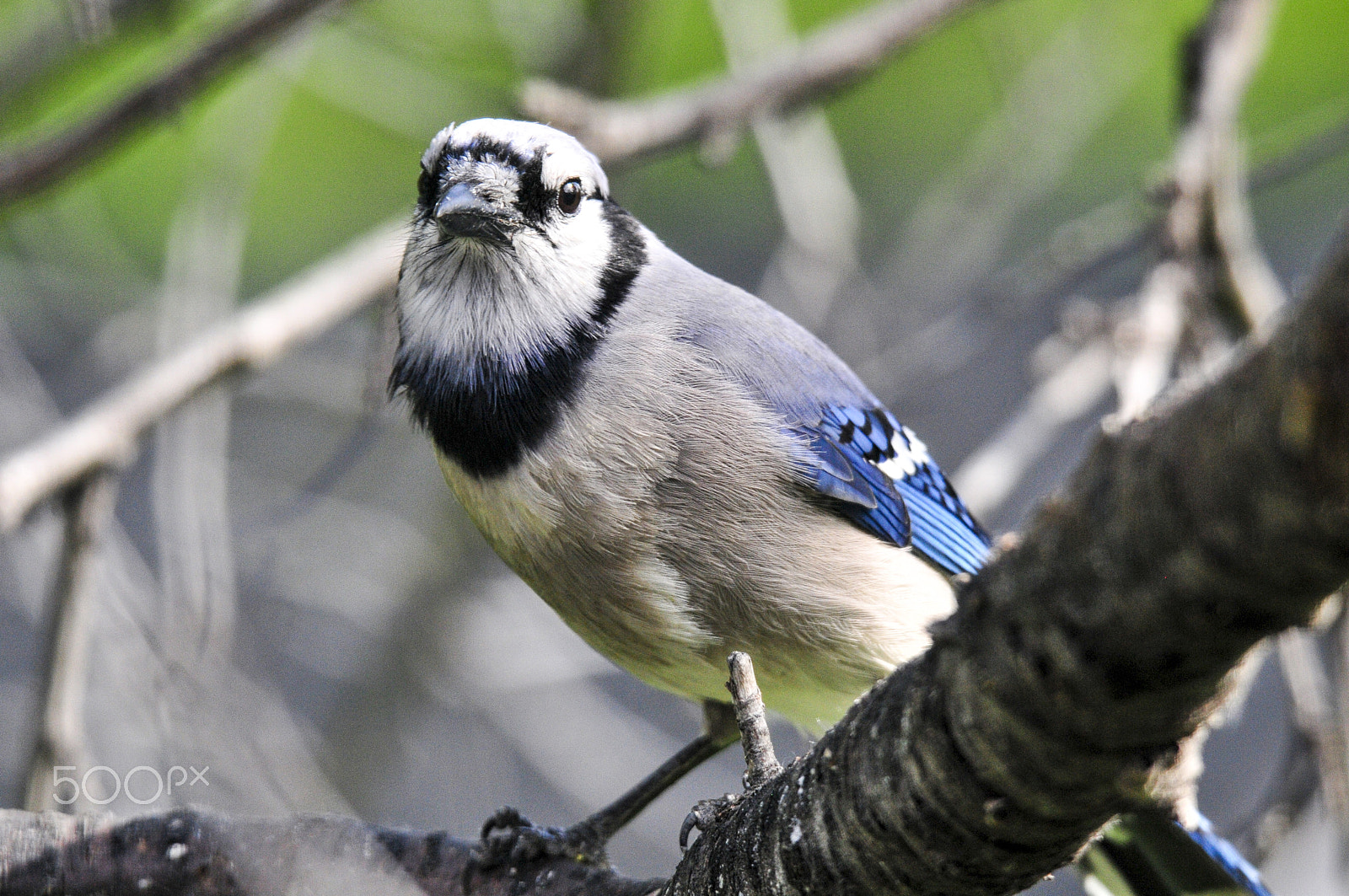 Nikon D300S sample photo. Jay, blue photography