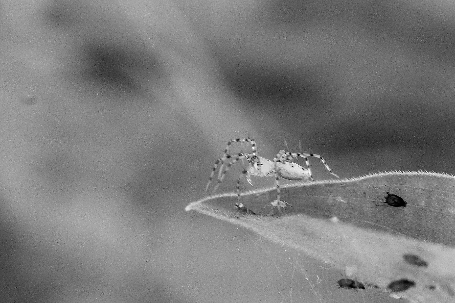 Canon EF 50mm F2.5 Macro sample photo. Observando seu reino photography