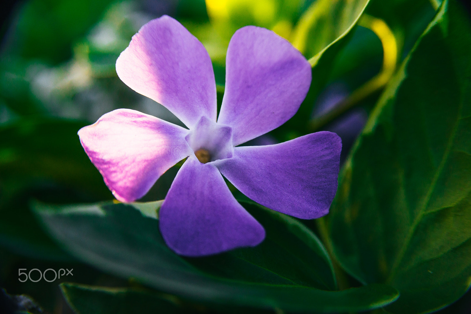 AF Zoom-Nikkor 28-105mm f/3.5-4.5D IF sample photo. Almost paradise photography