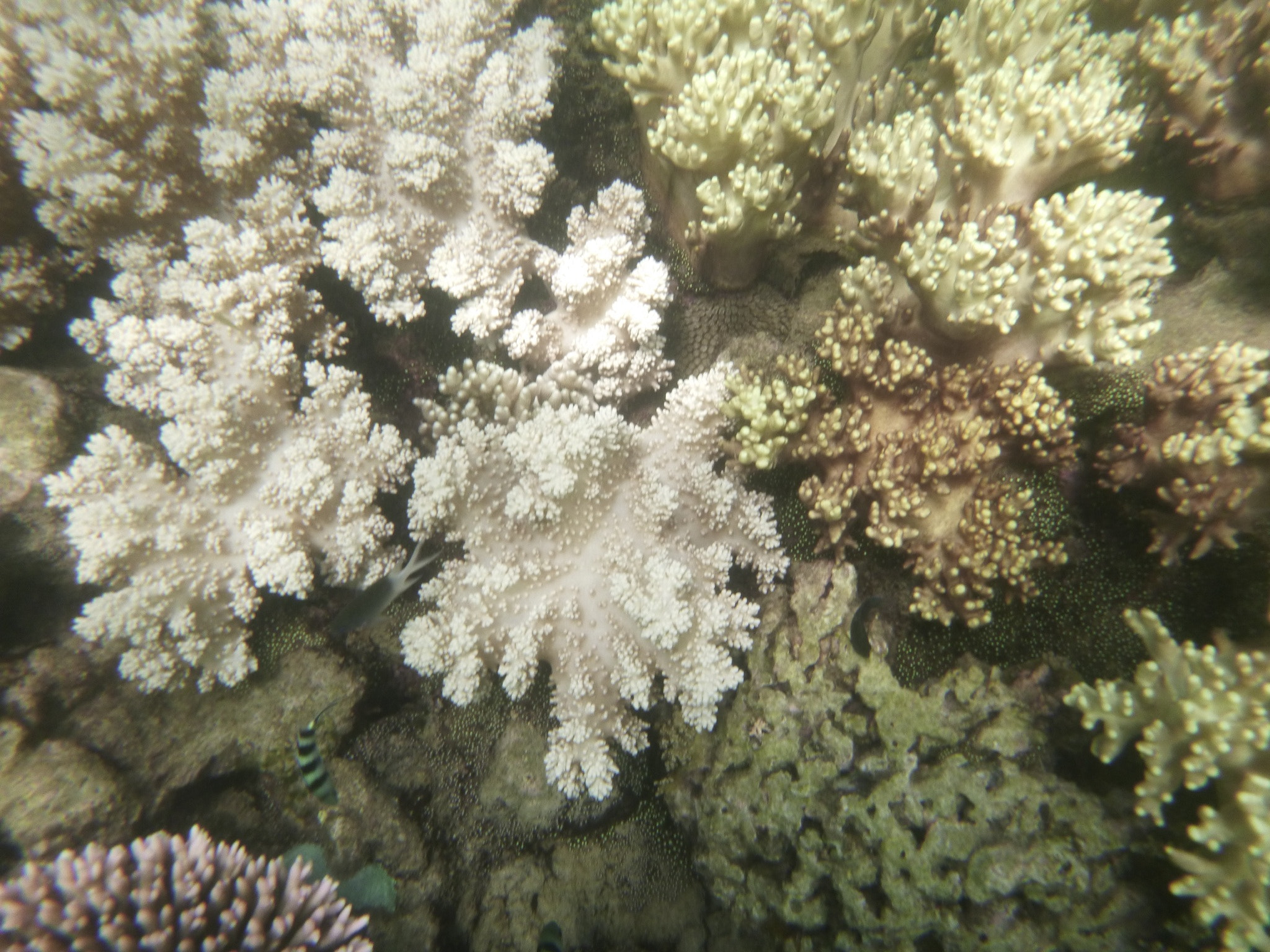 Panasonic DMC-FT30 sample photo. Great barrier reef photography