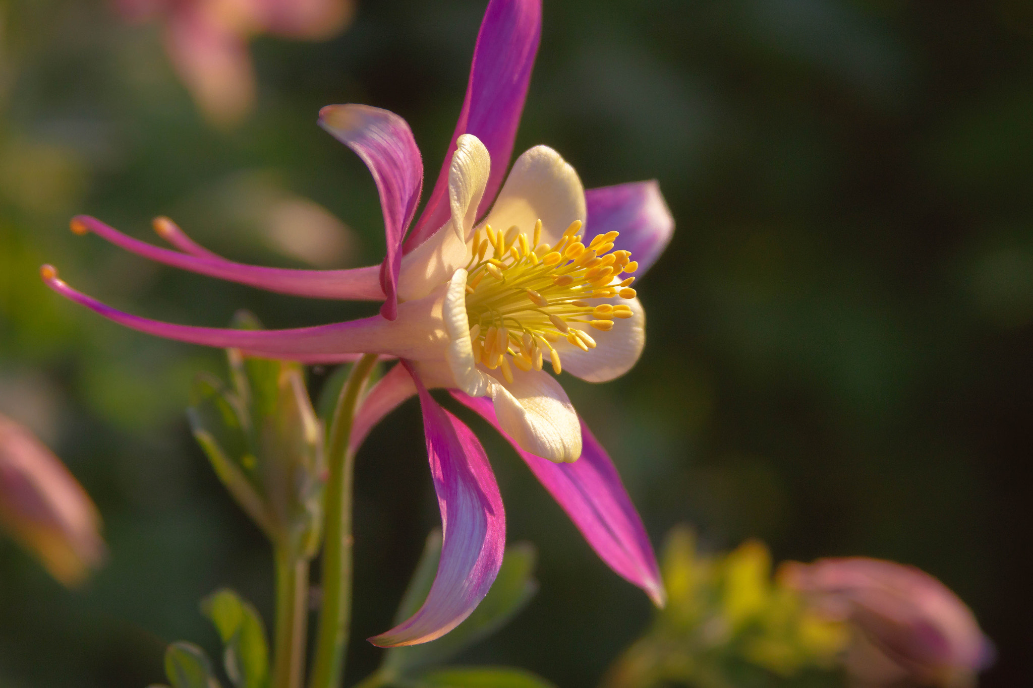 Canon EF 28-135mm F3.5-5.6 IS USM sample photo. Soft columbine photography