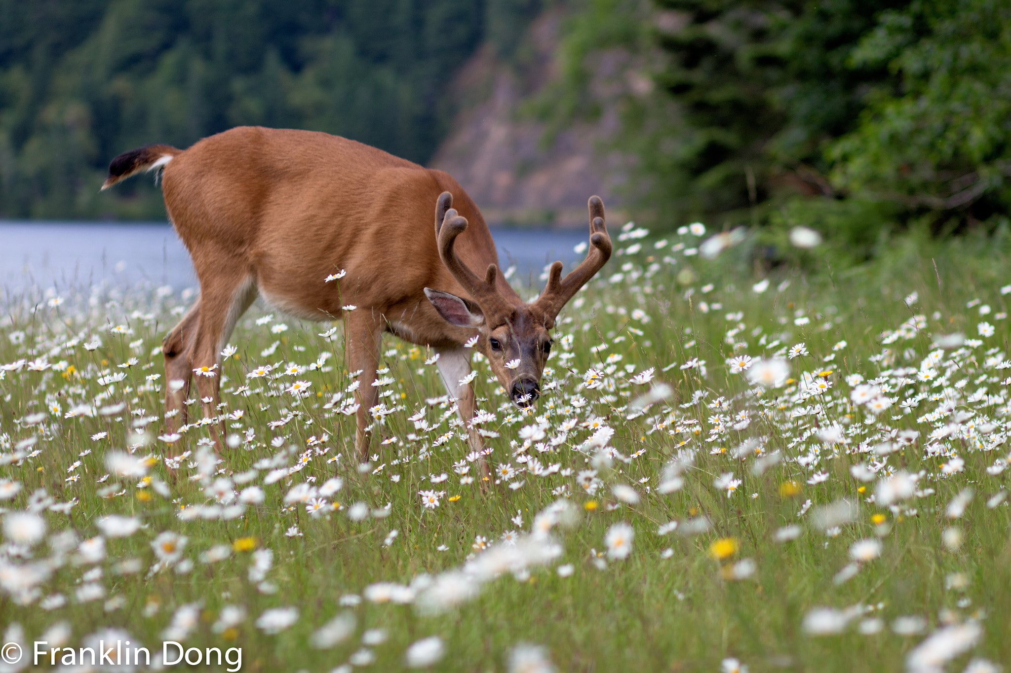 Canon EOS 650D (EOS Rebel T4i / EOS Kiss X6i) sample photo. Welcome to my garden! -- the deer said that to me. photography